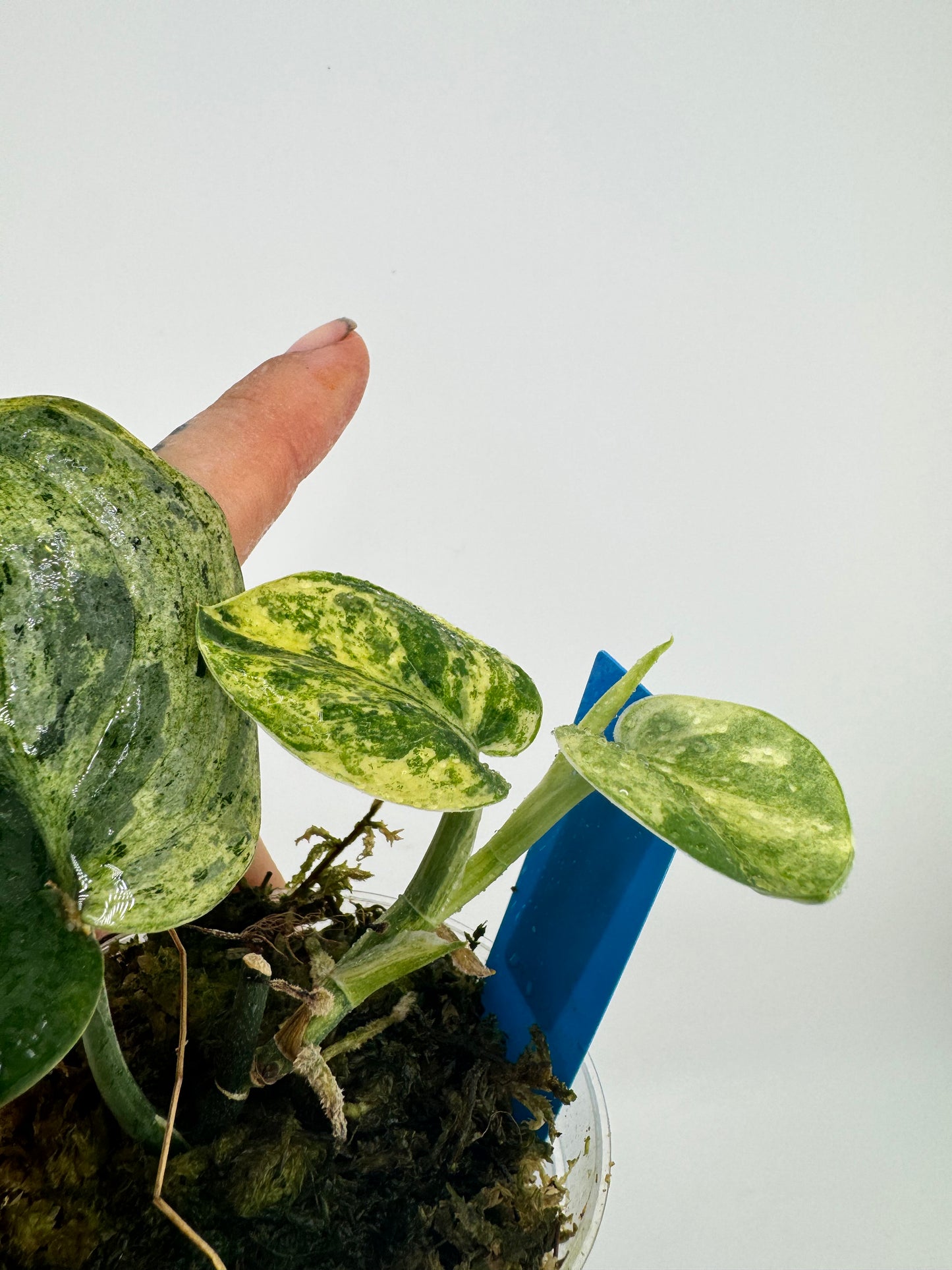 Scindapsus Variegated Mangurai #2