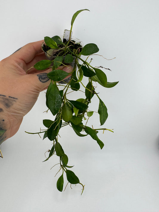 Hoya Lacunosa X (unknown) open cross seedling
