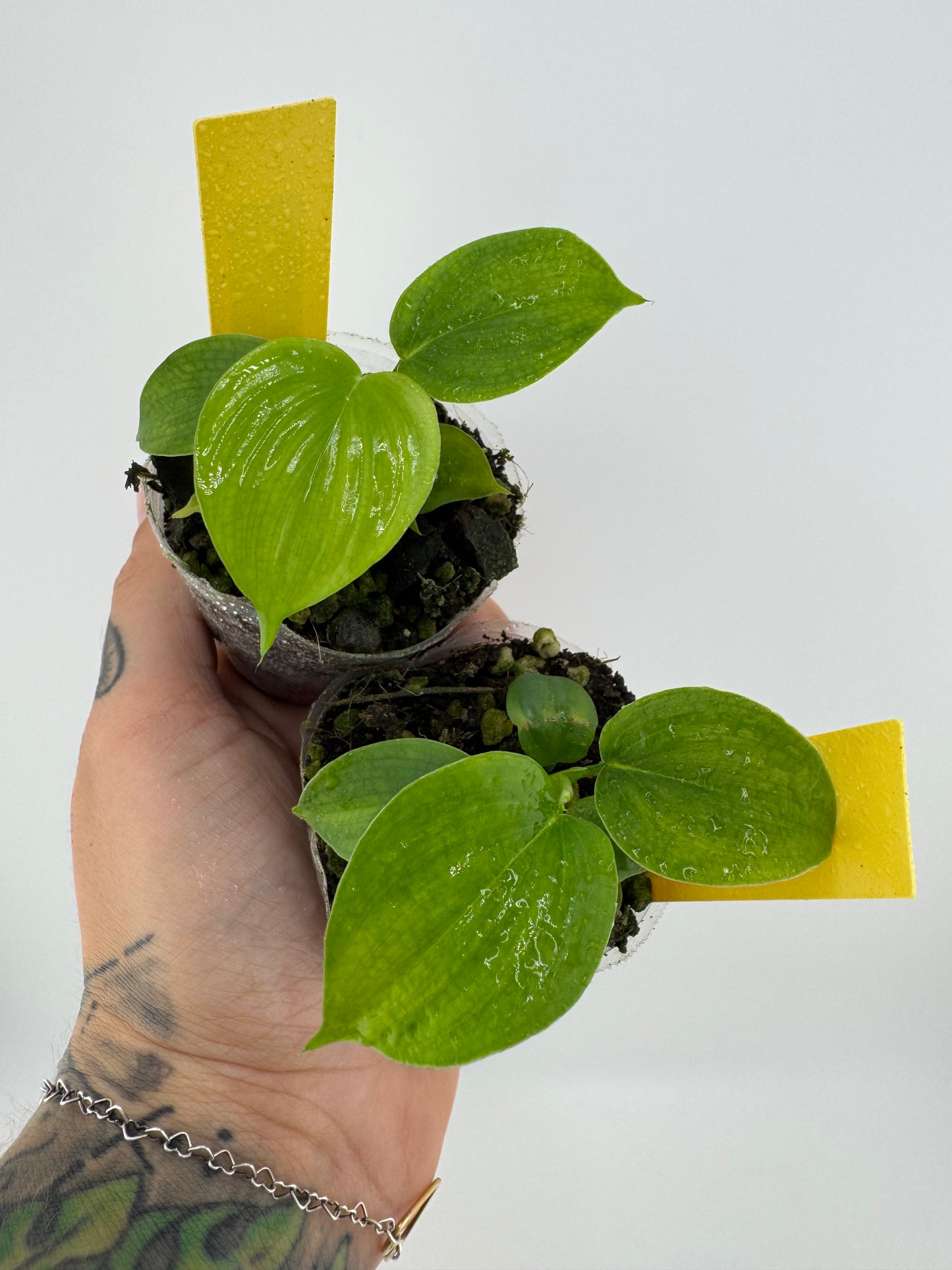 Philodendron fibraecataphyllum