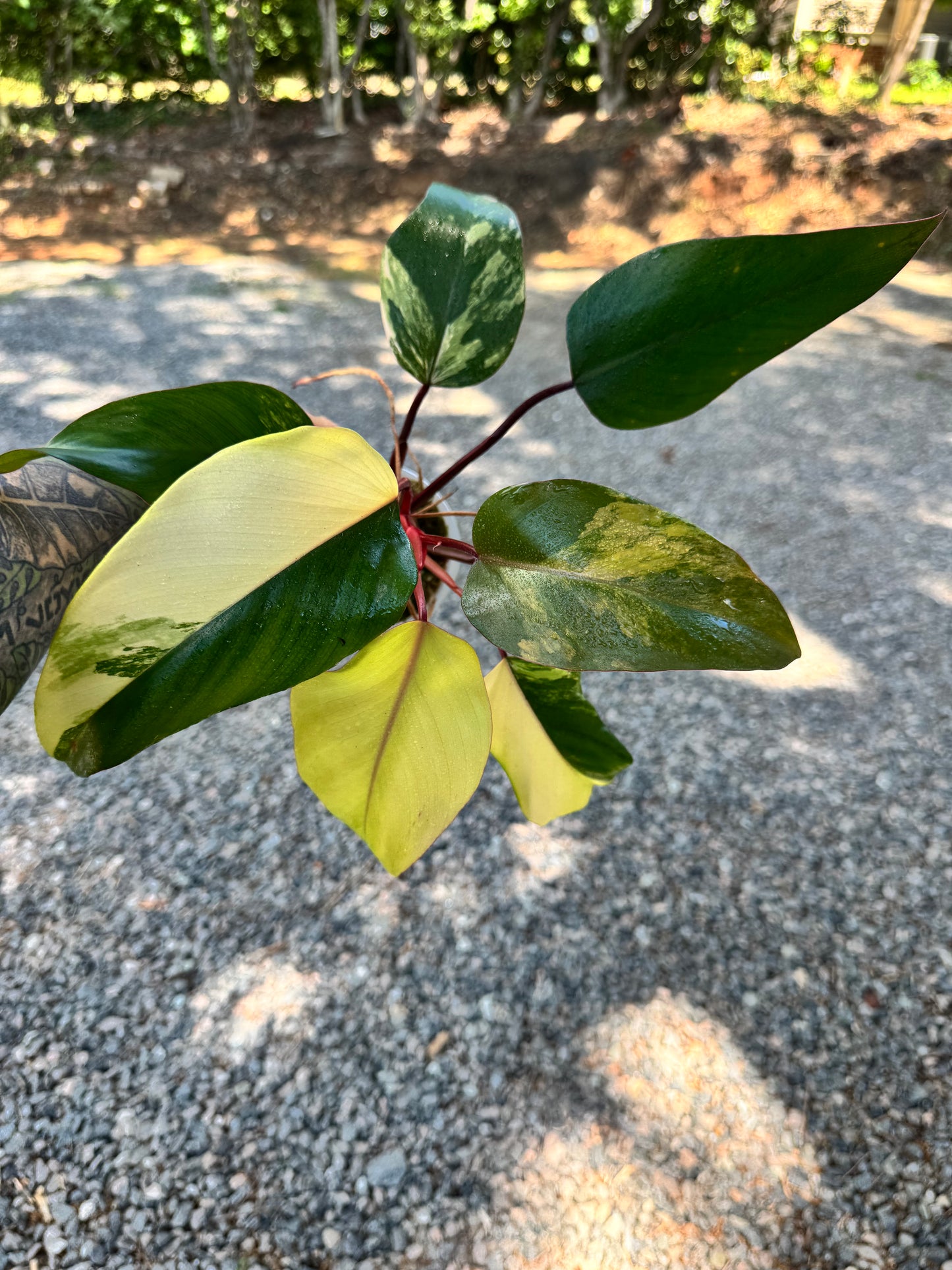 Philodendron Variegated Strawberry Shake #1