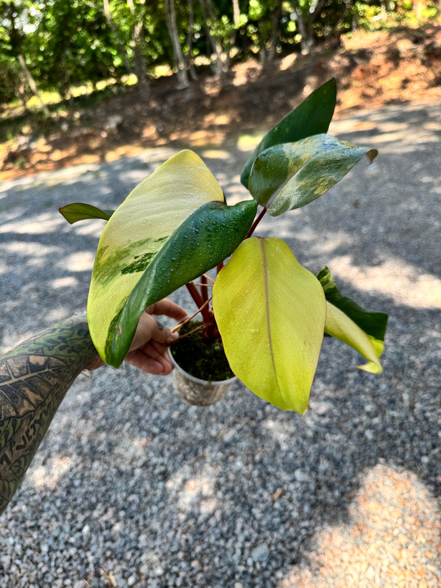Philodendron Variegated Strawberry Shake #1