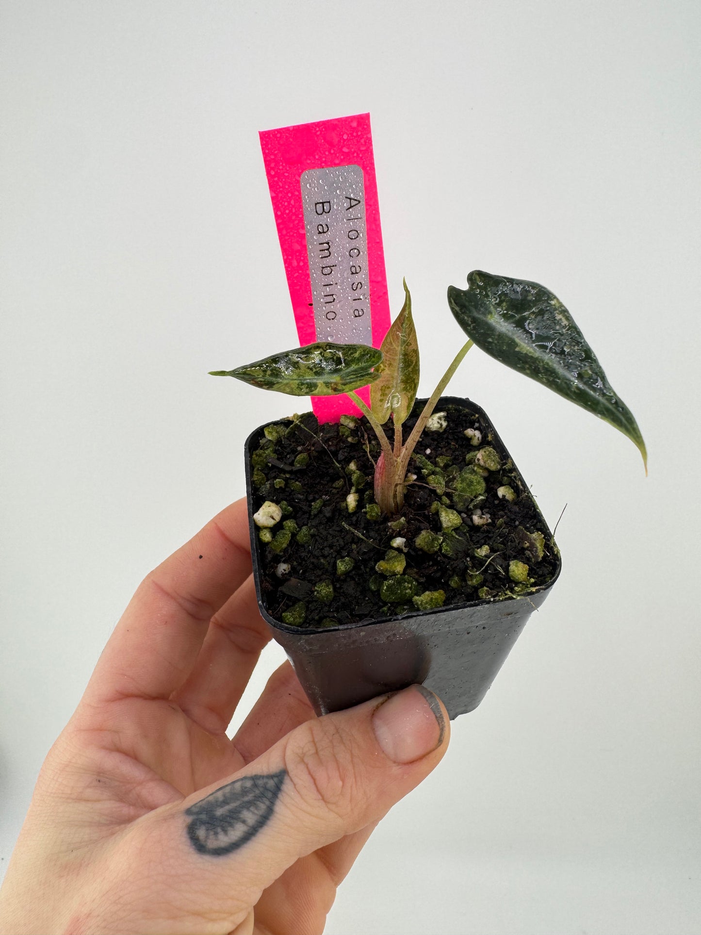 Variegated Alocasia Bambino Albo/Pink