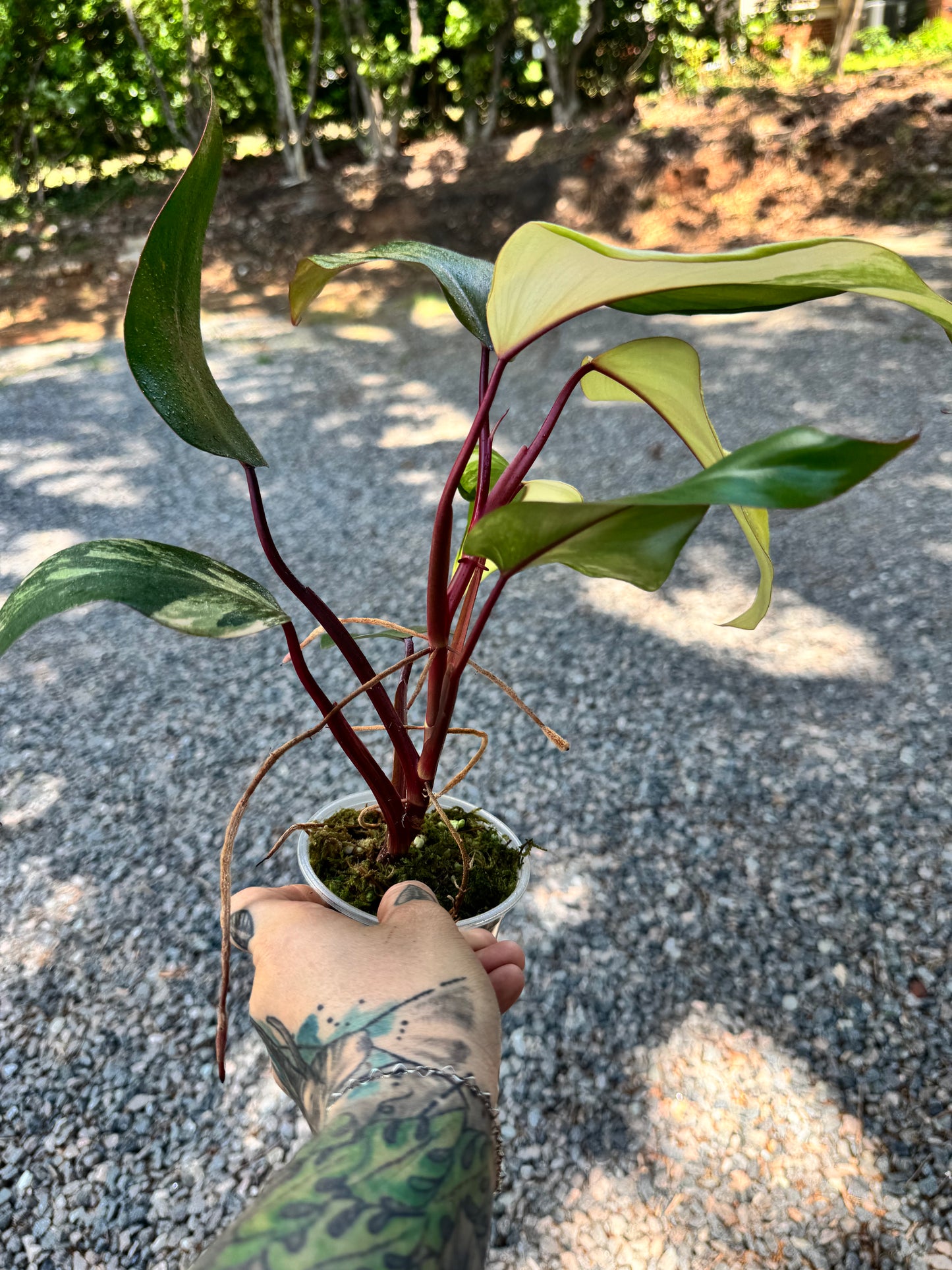 Philodendron Variegated Strawberry Shake #1