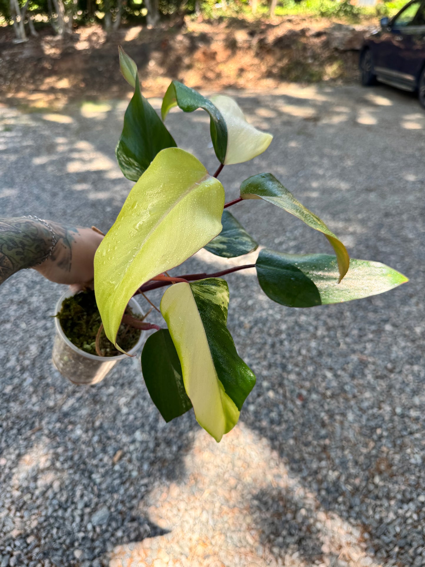 Philodendron Variegated Strawberry Shake #1