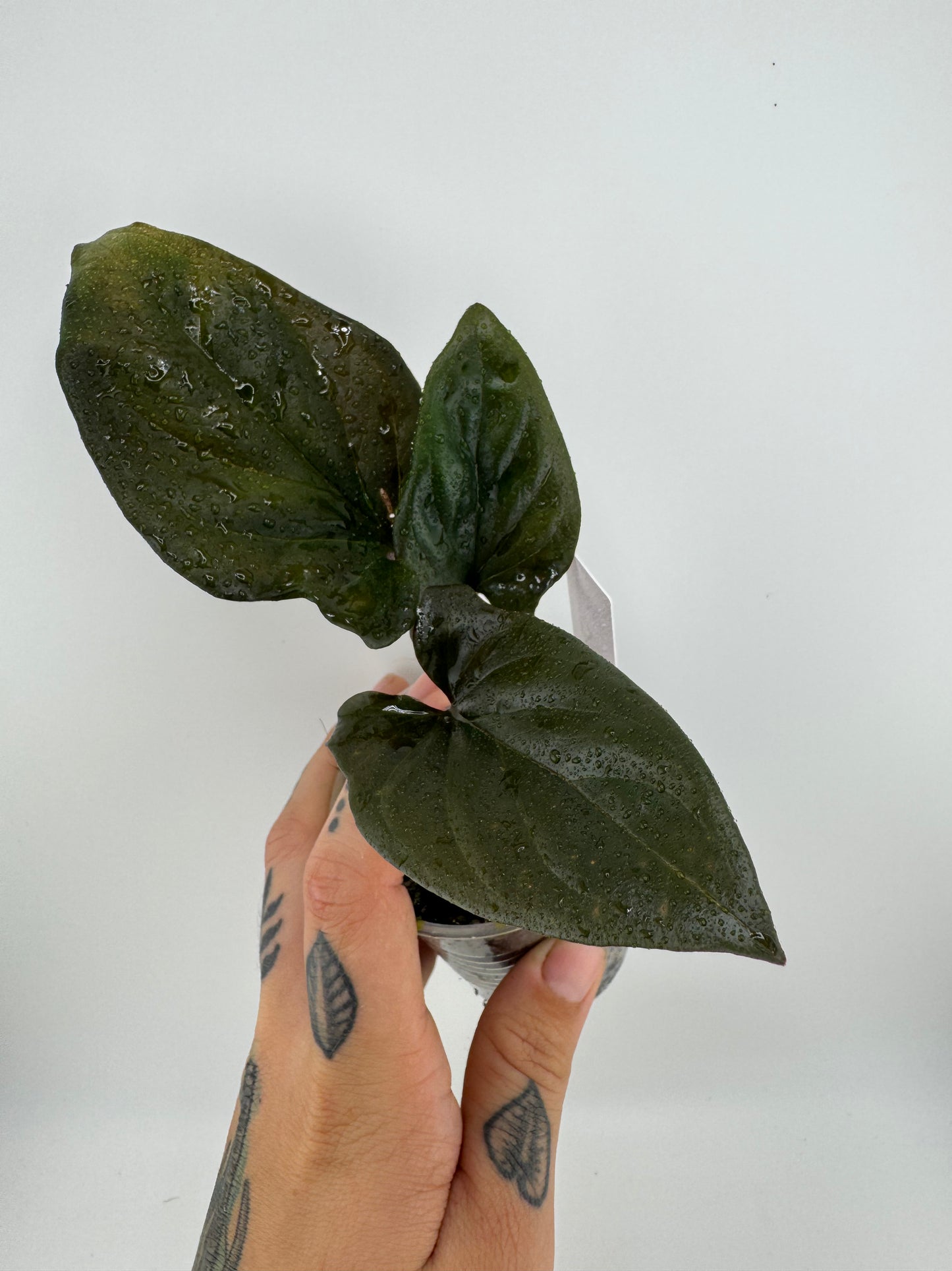 Syngonium llano carti