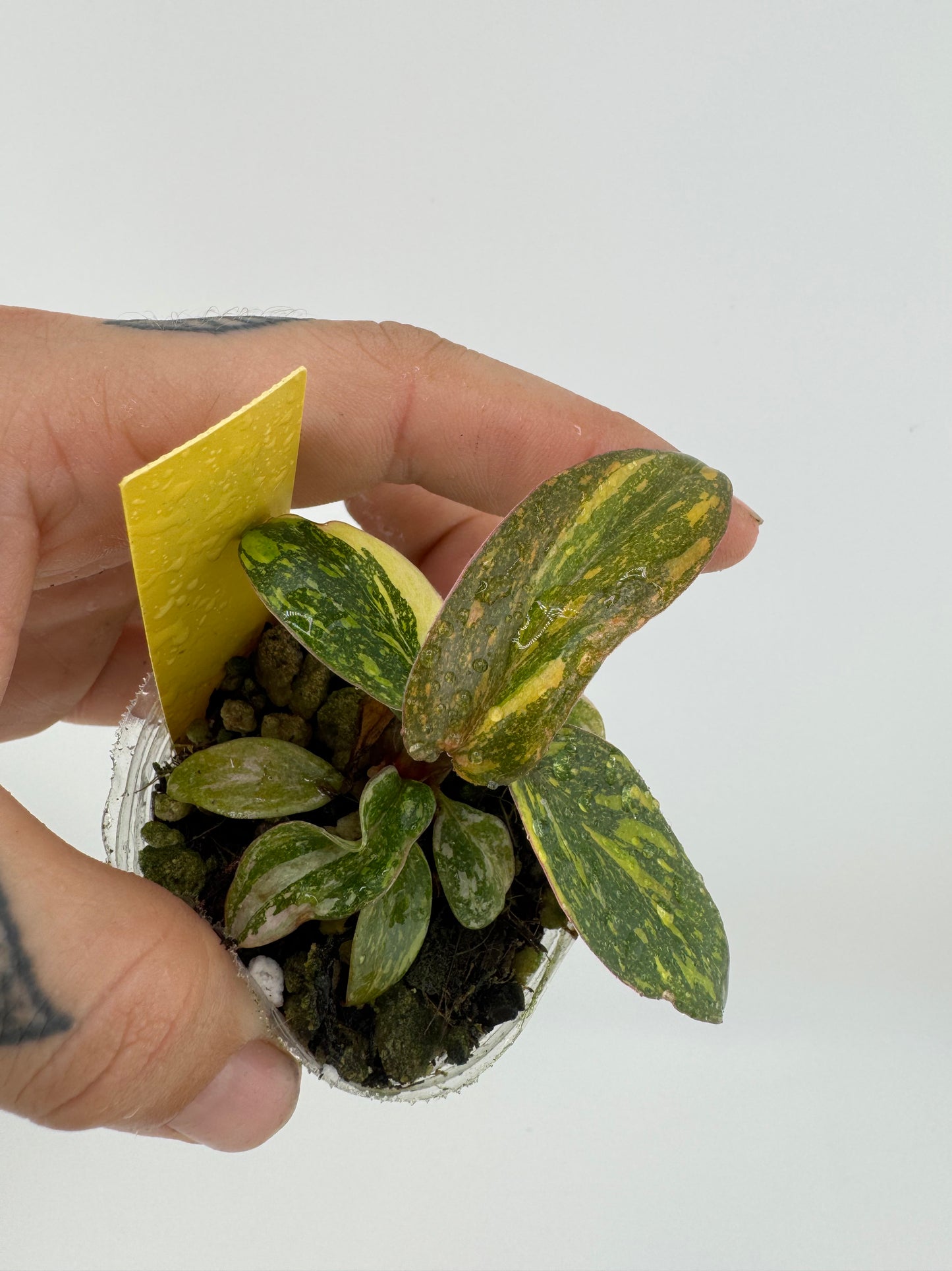 Philodendron Variegated Orange Princess