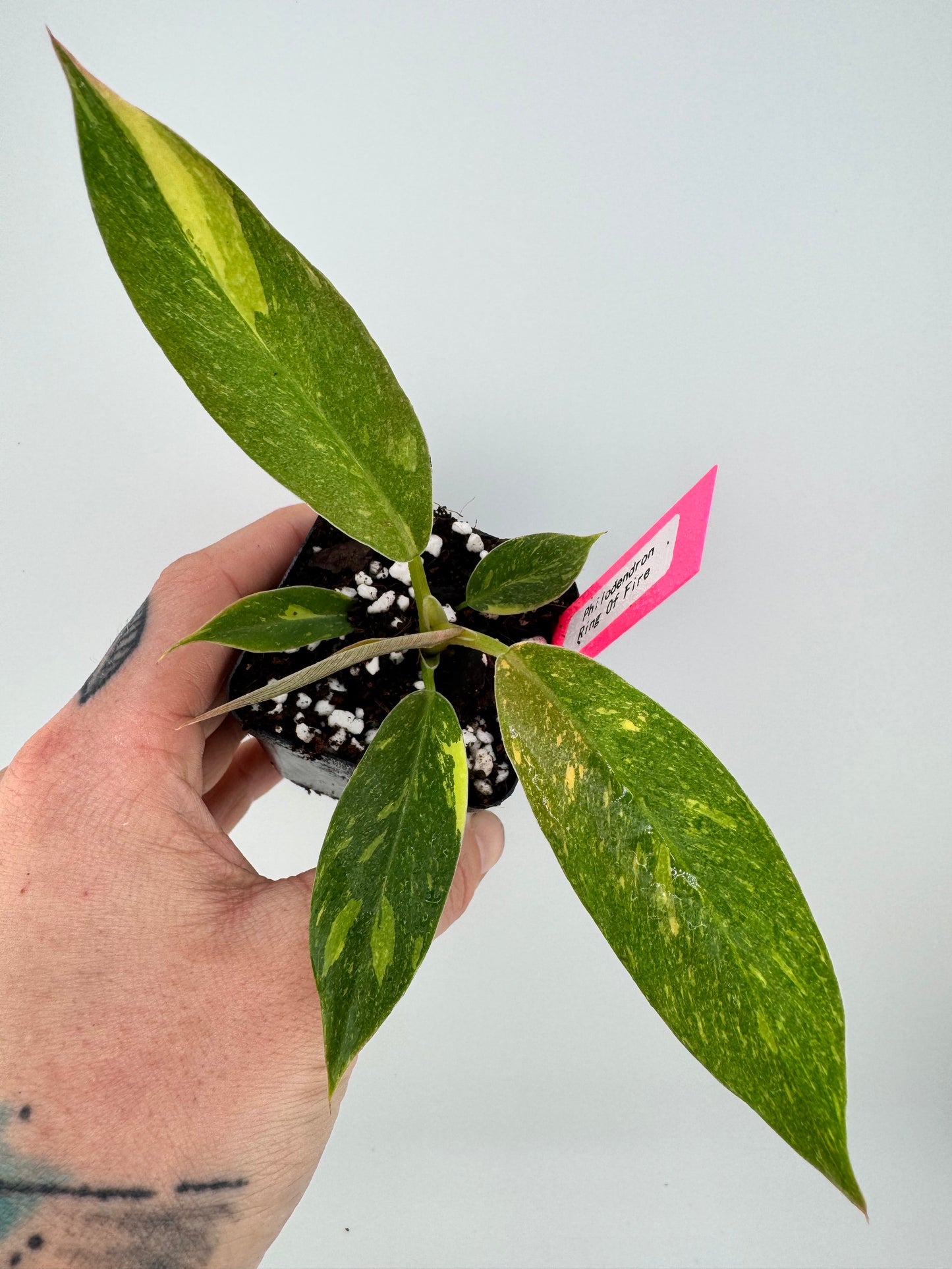 Philodendron variegated Ring of Fire