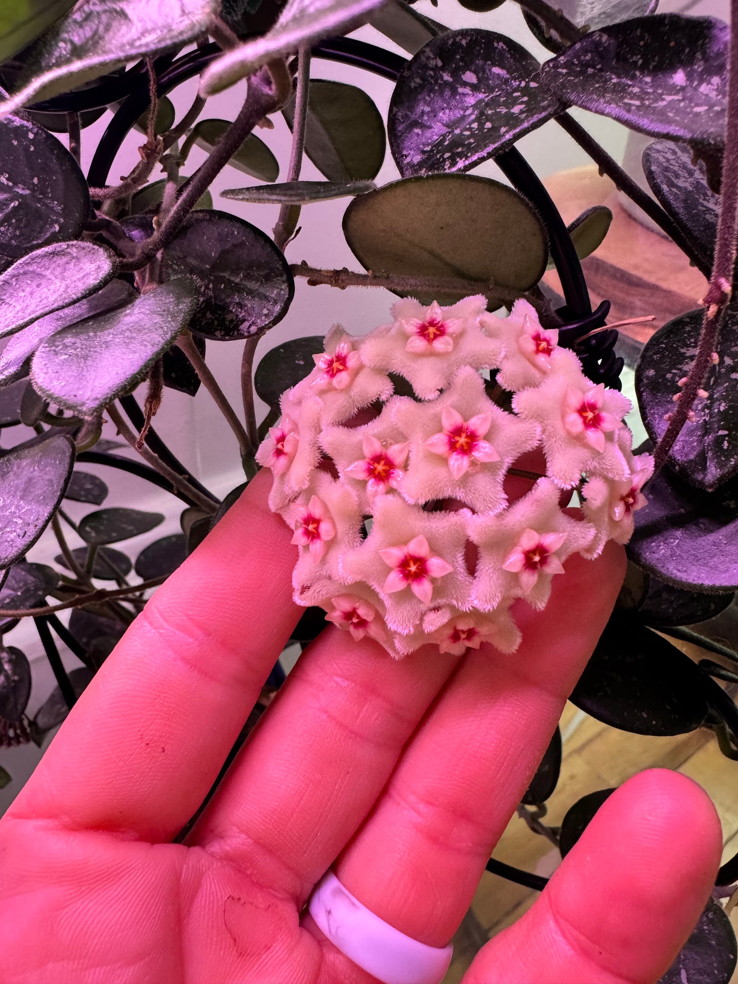 Bloom example from mother plant