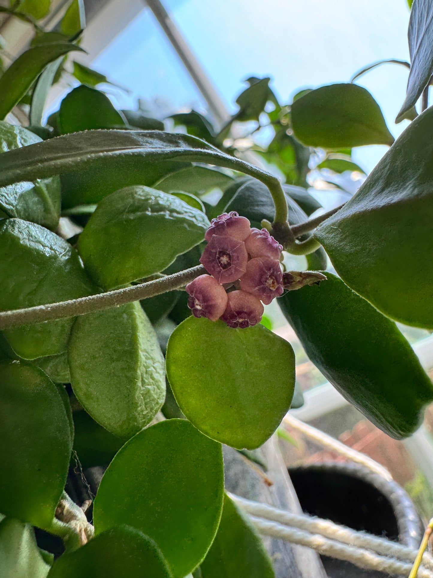 Bloom example from mother plant