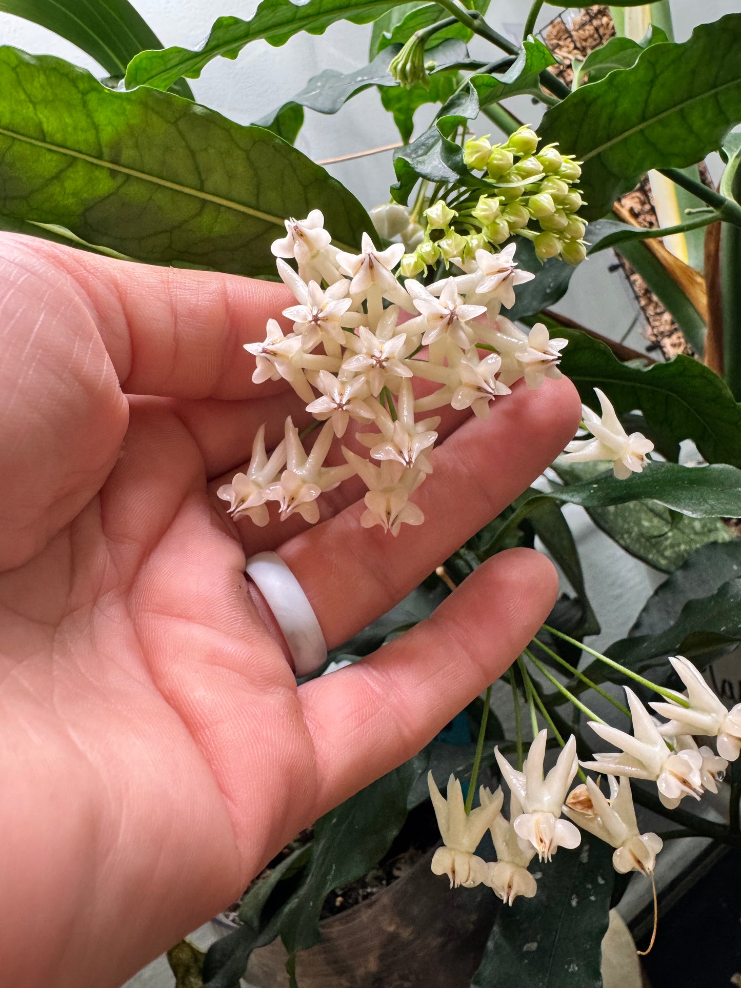 Hoya Lockii