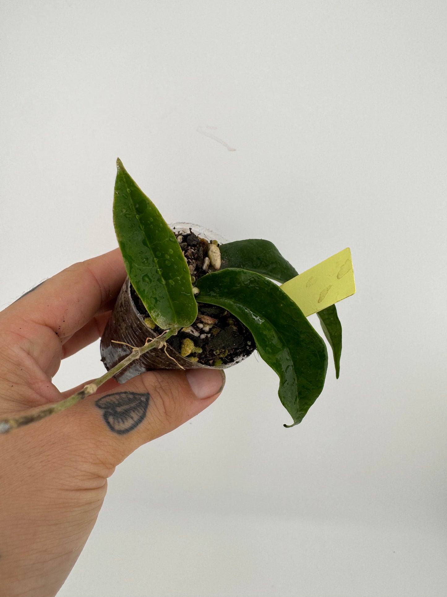 Hoya Chlorantha
