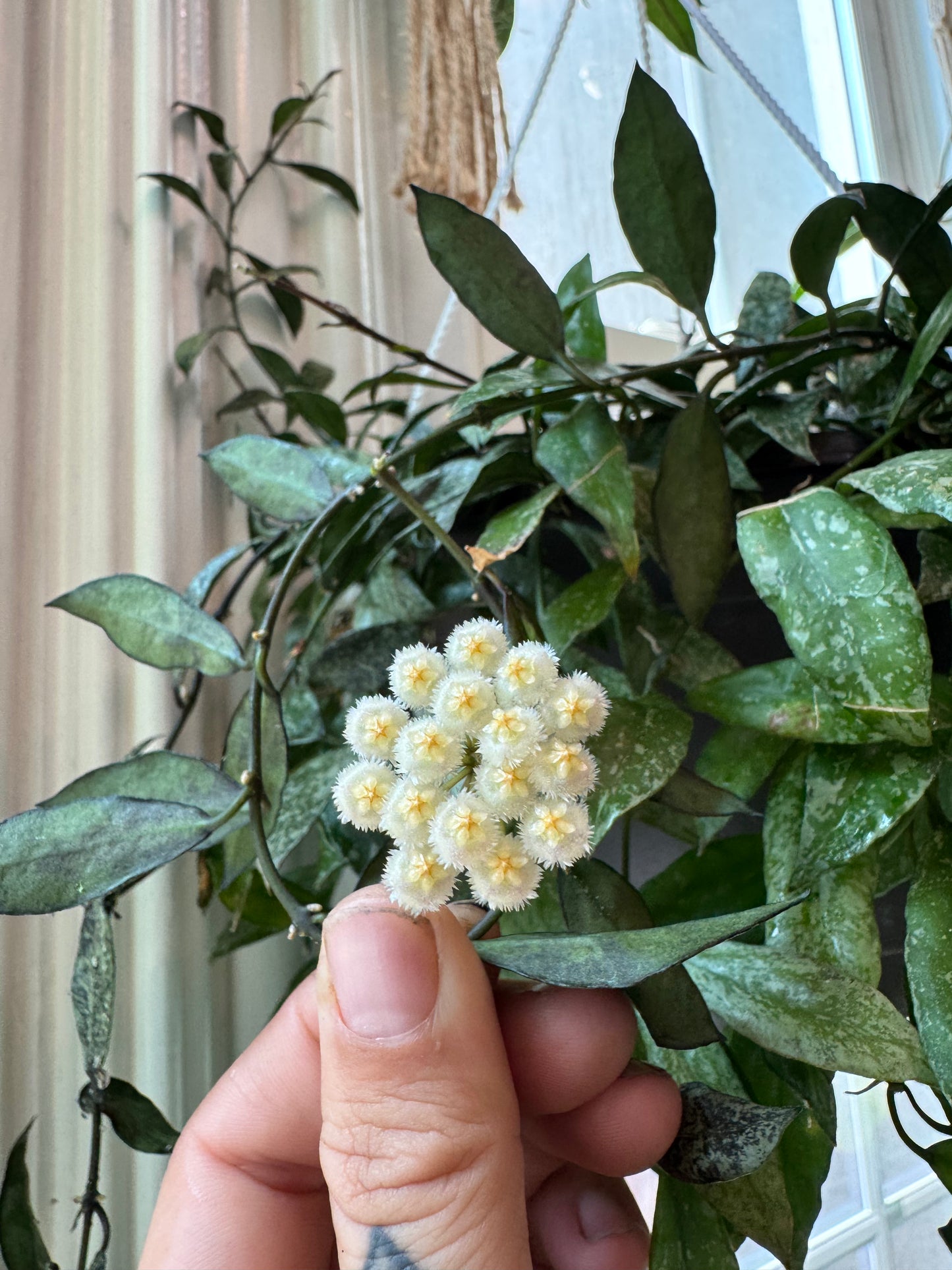 Hoya Lacunosa ‘snow caps’
