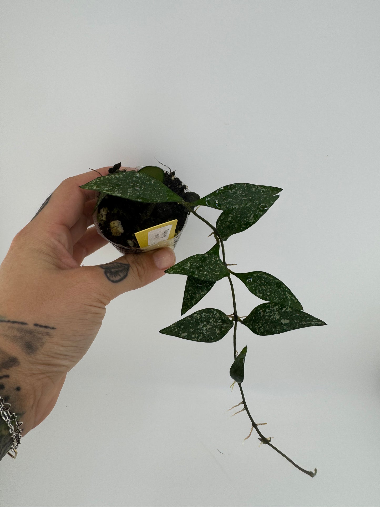 Hoya parviflora splash