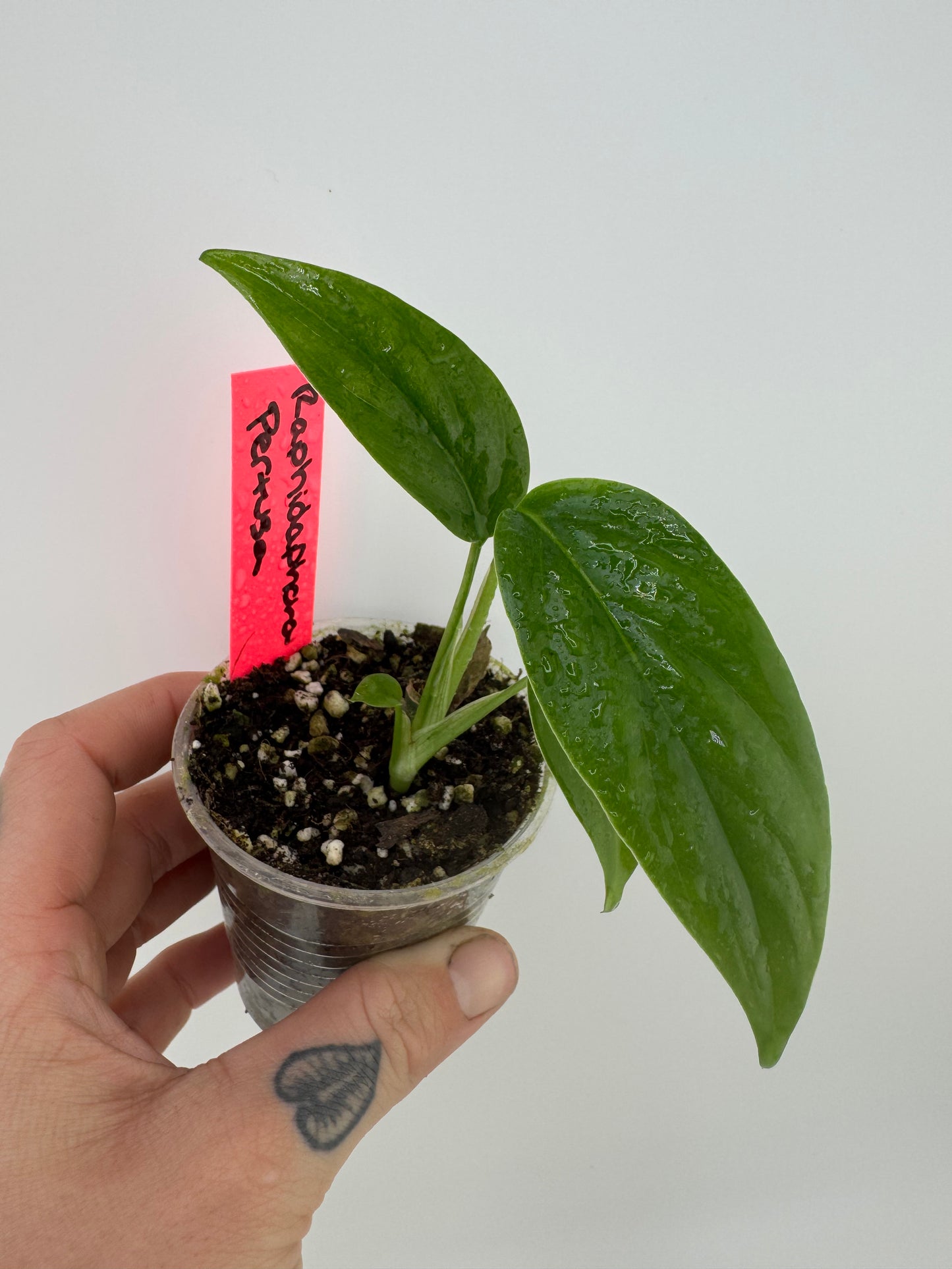 Raphidaphora Pertusa