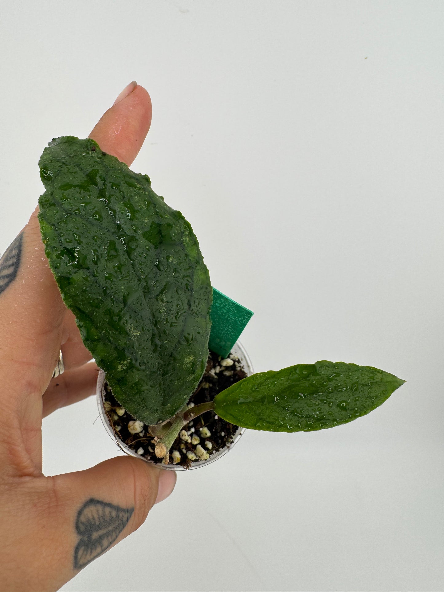 Hoya Ranauensis