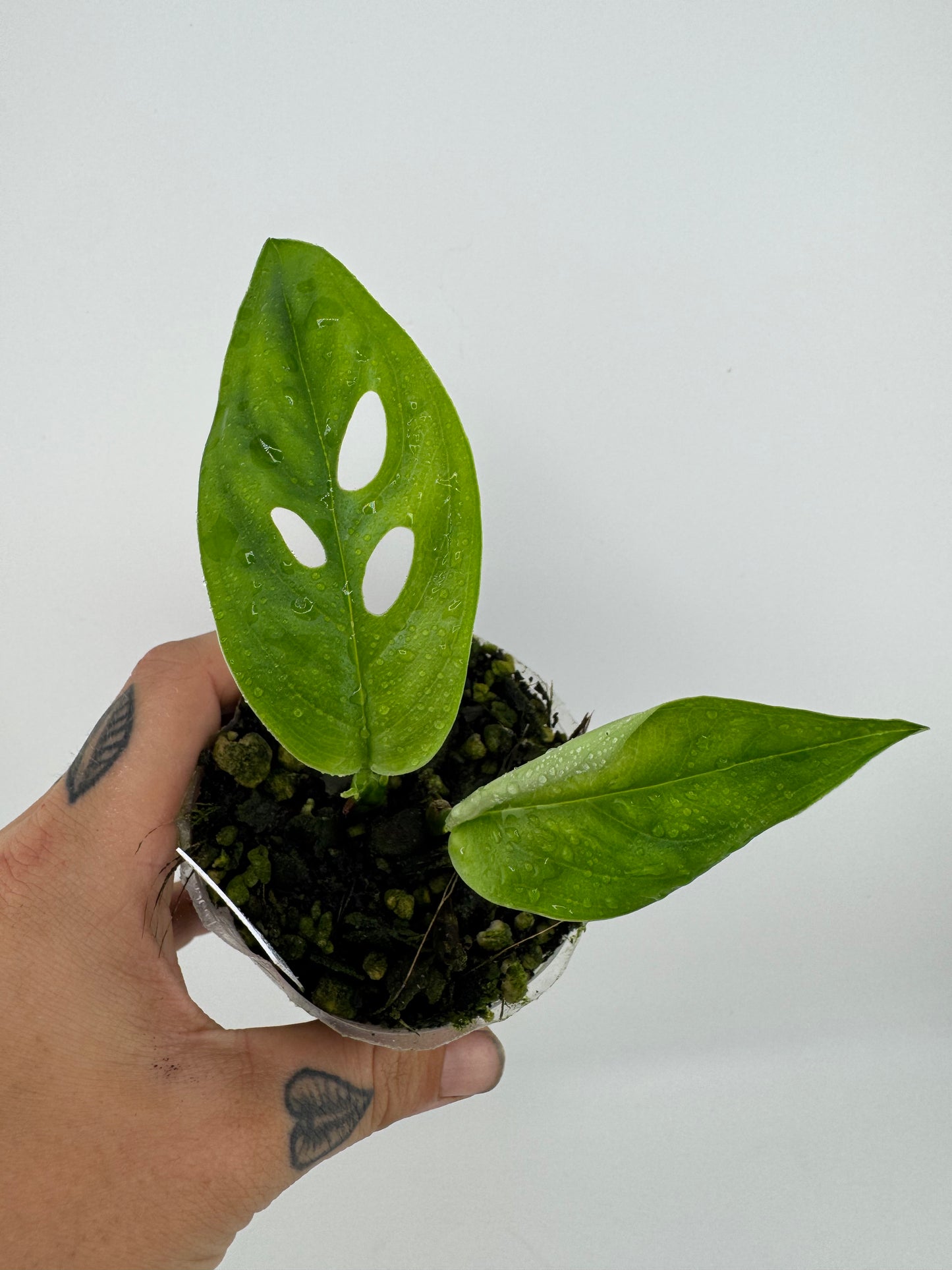 Monstera Esqueleto
