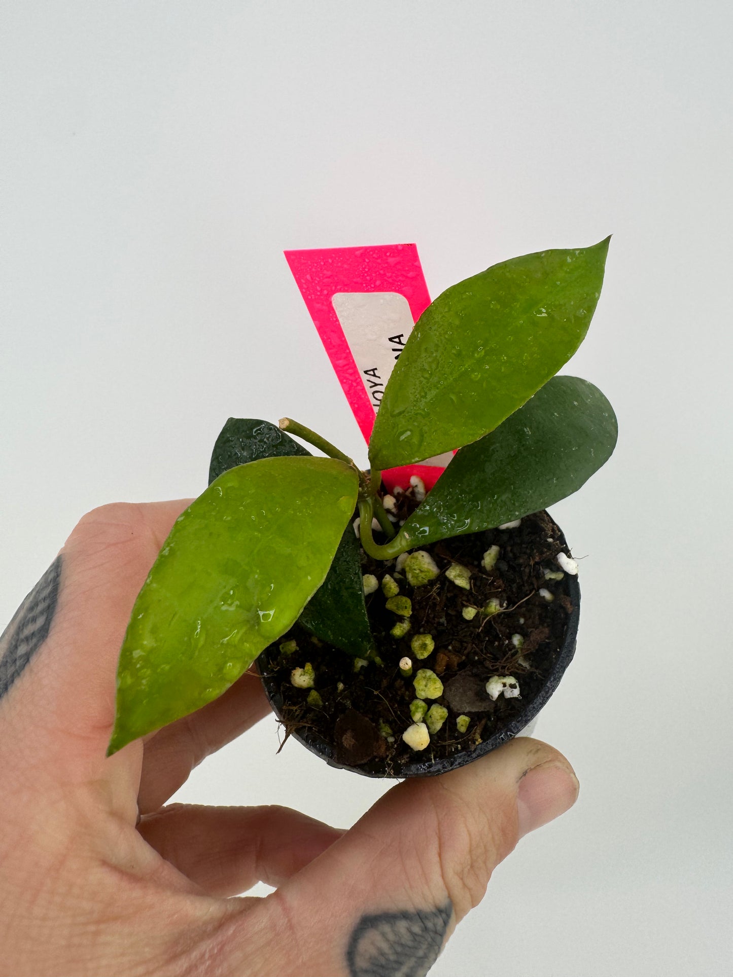 Hoya Walliniana (UT-152)