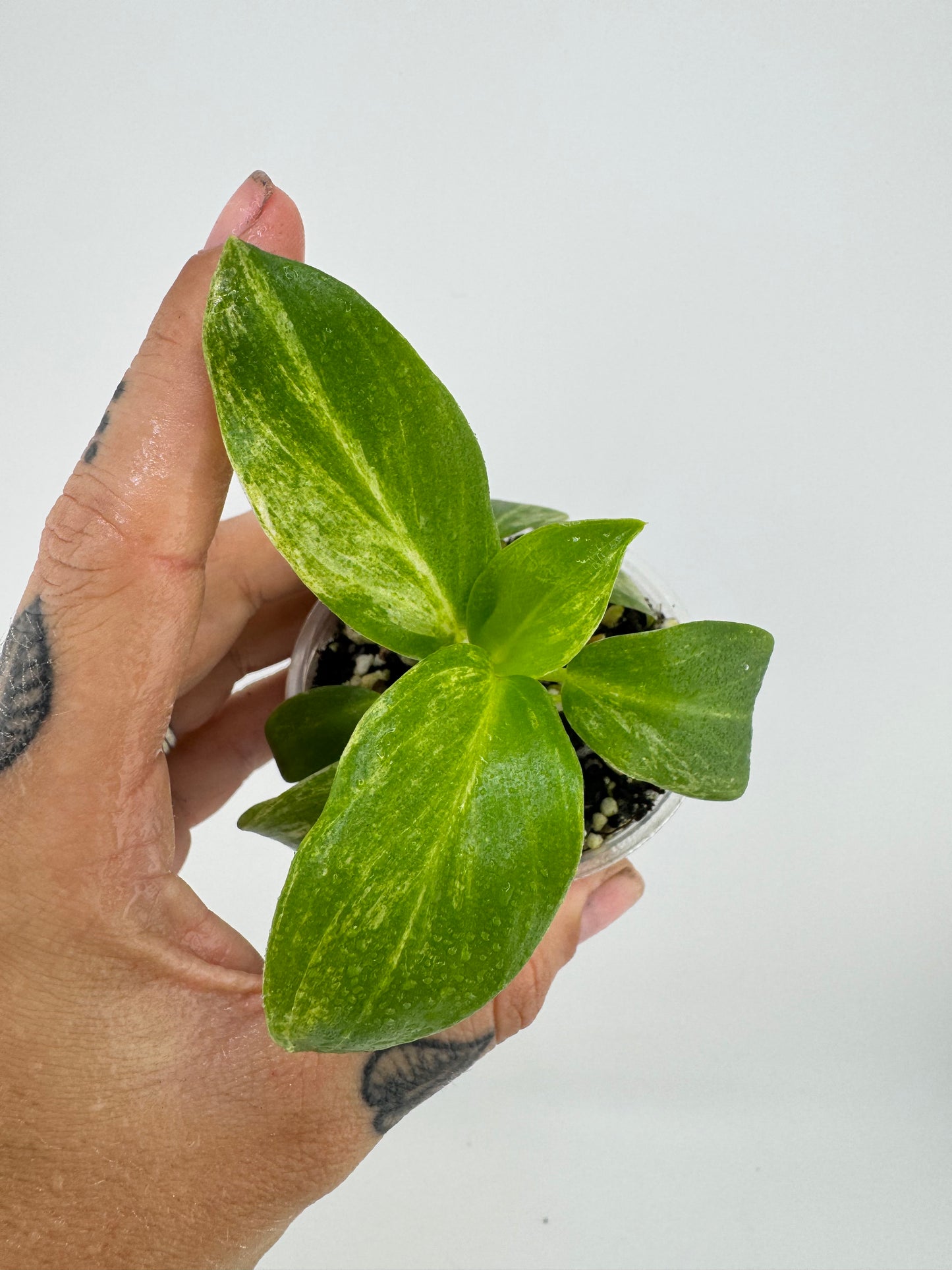 Philodendron Variegated Gigantum Blizzard