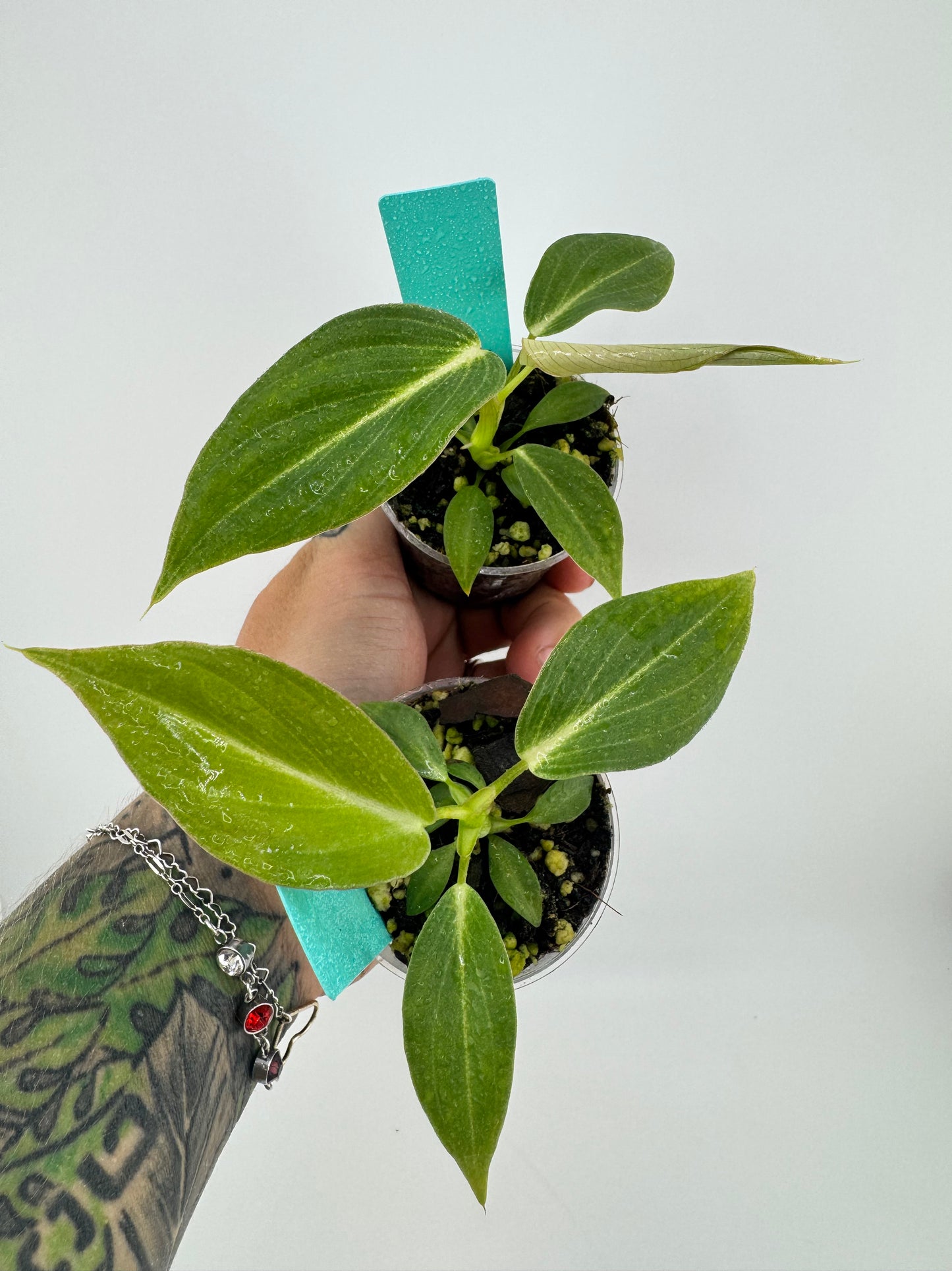 Philodendron Glorious (melanocrysm x gloriosum)