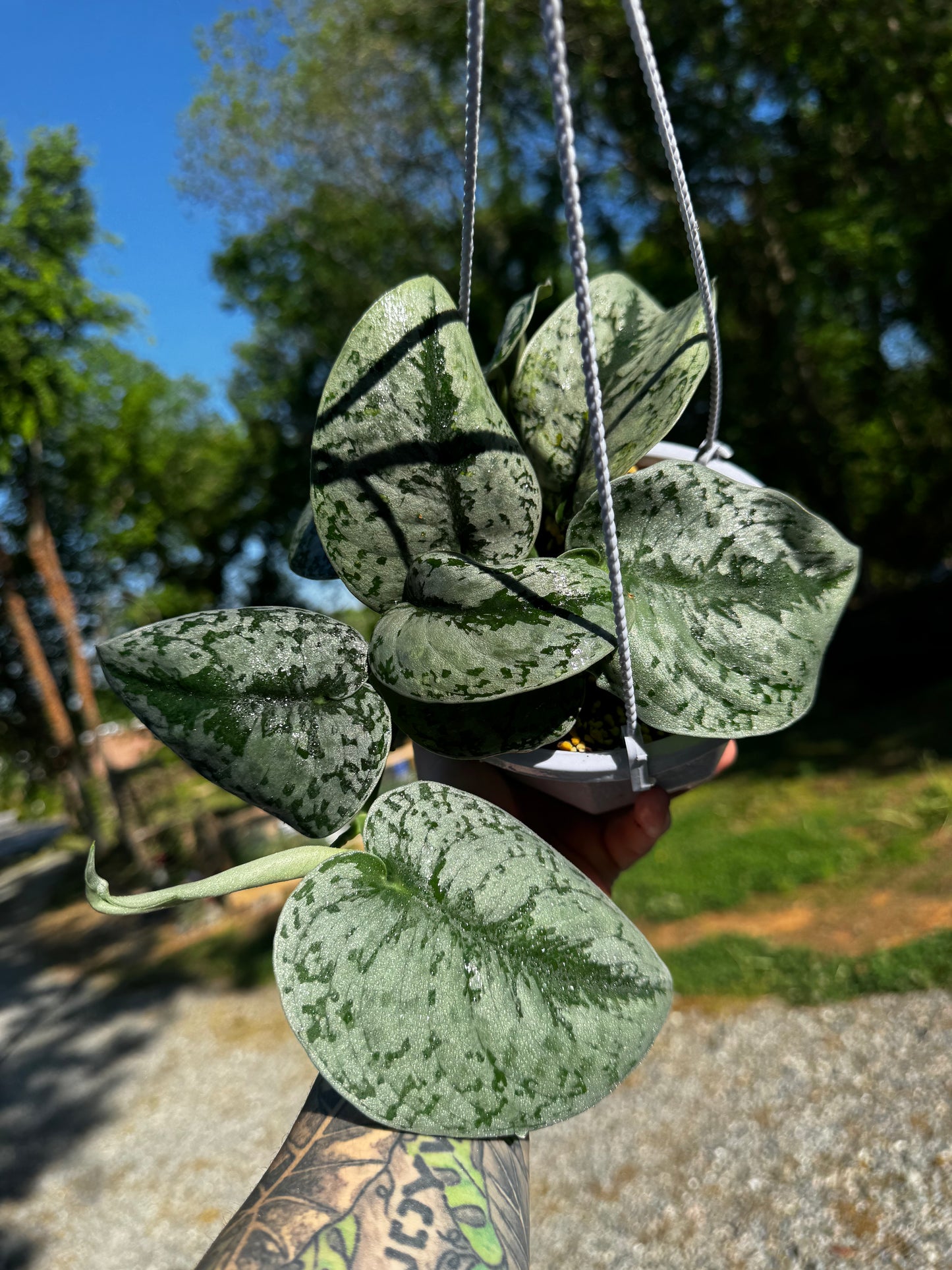 Scindapsus Pictus ‘Exotica’