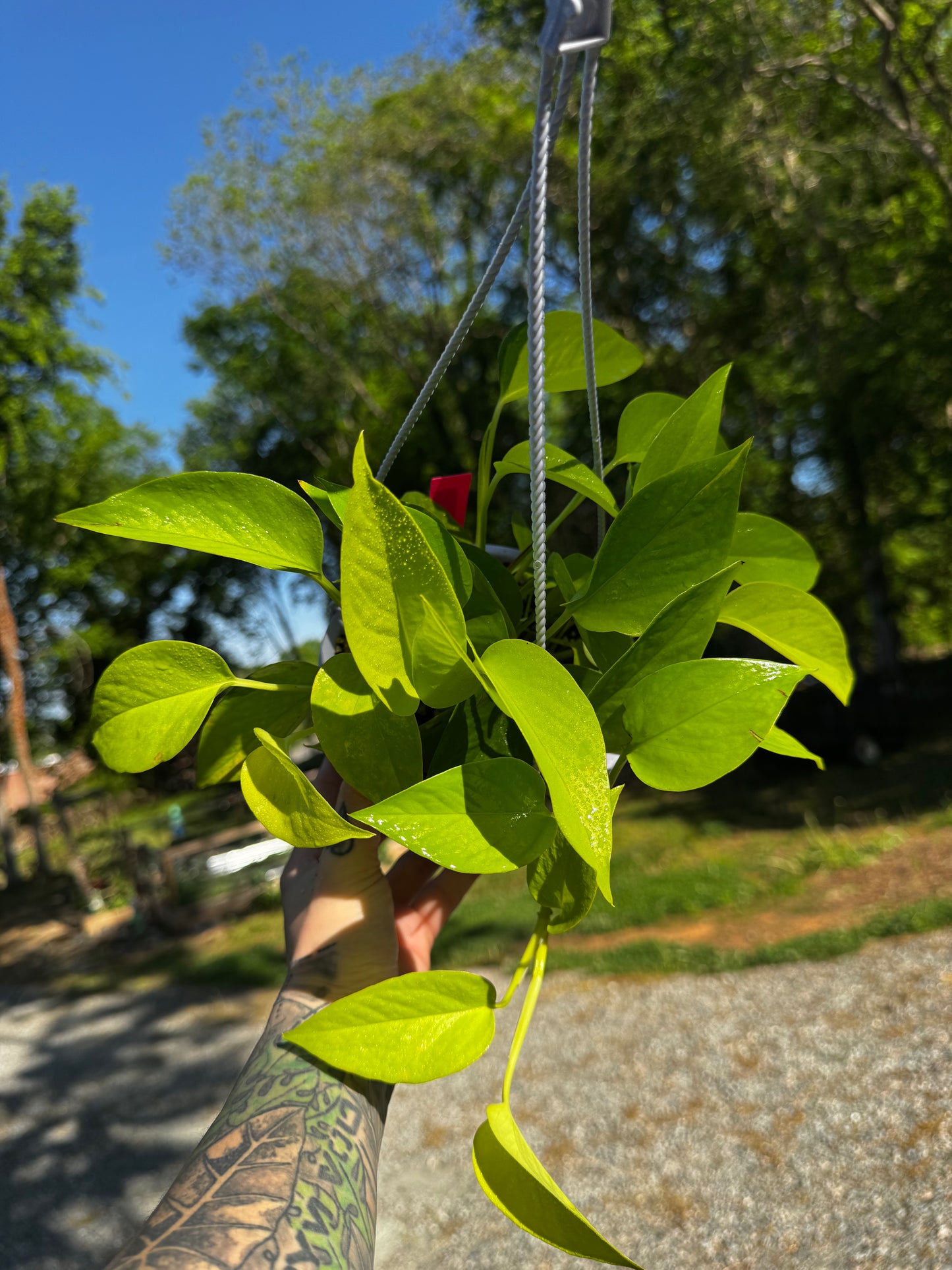 Neon Pothos