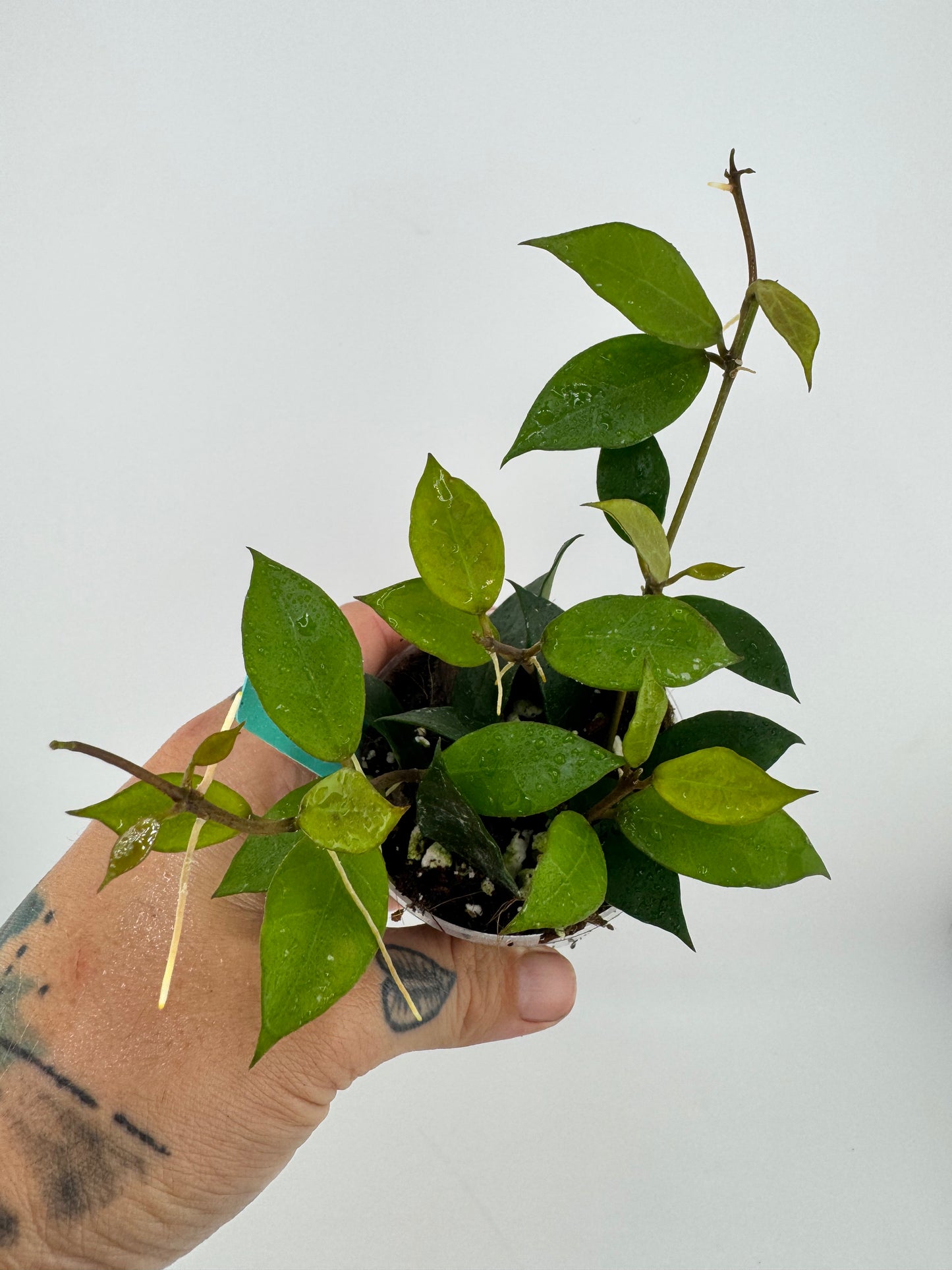 Hoya ‘Rebecca’