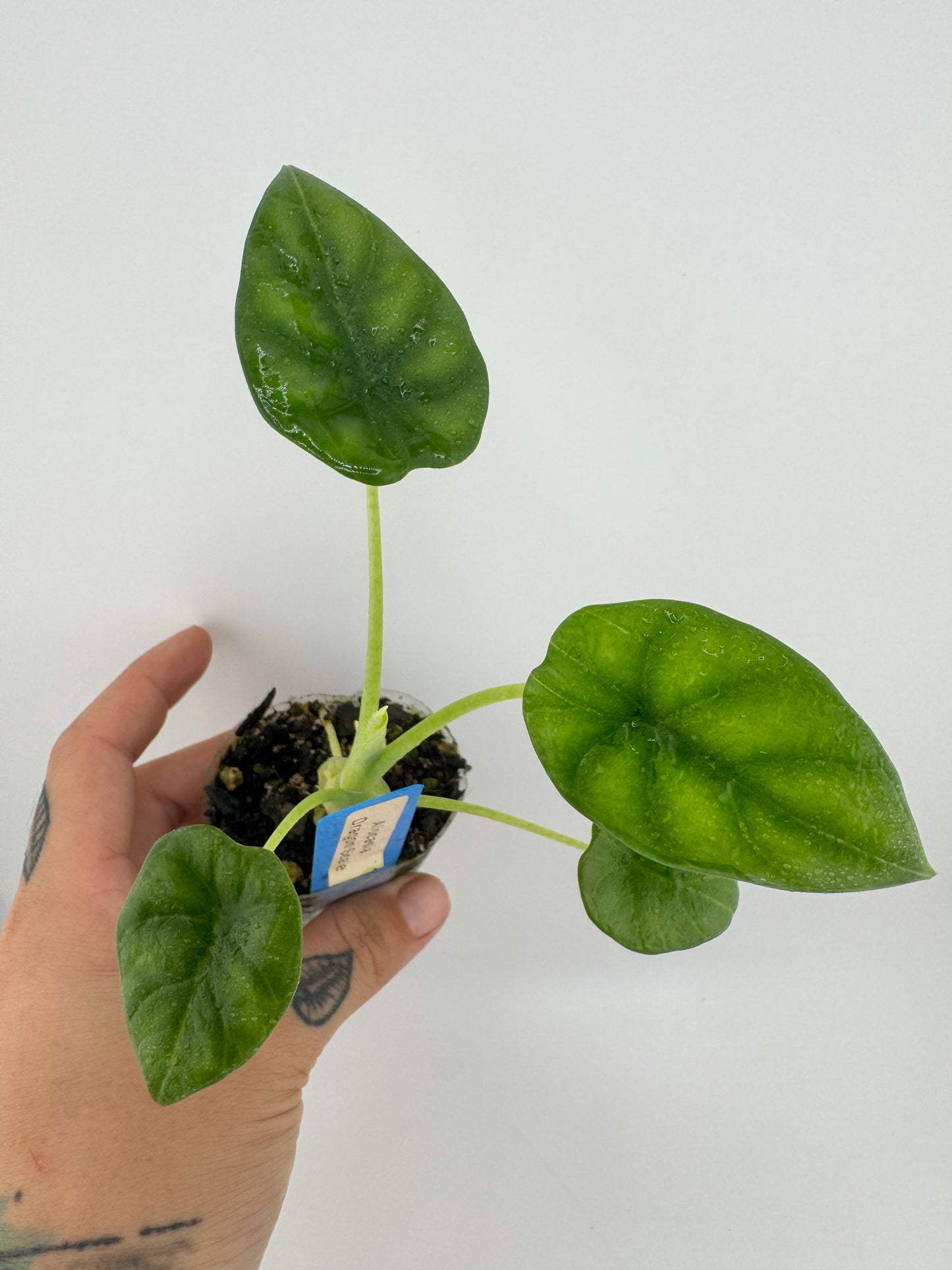 Alocasia Dragon Scale
