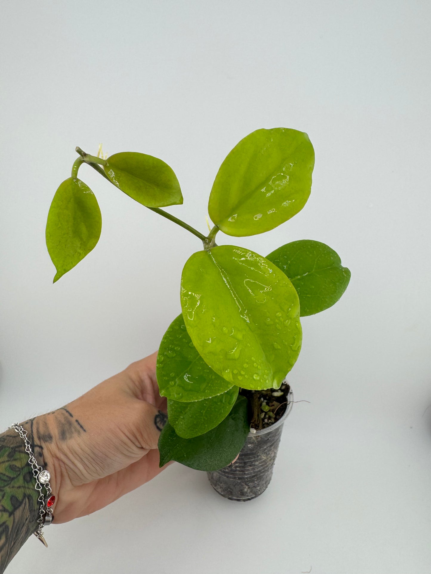 Hoya NO ID