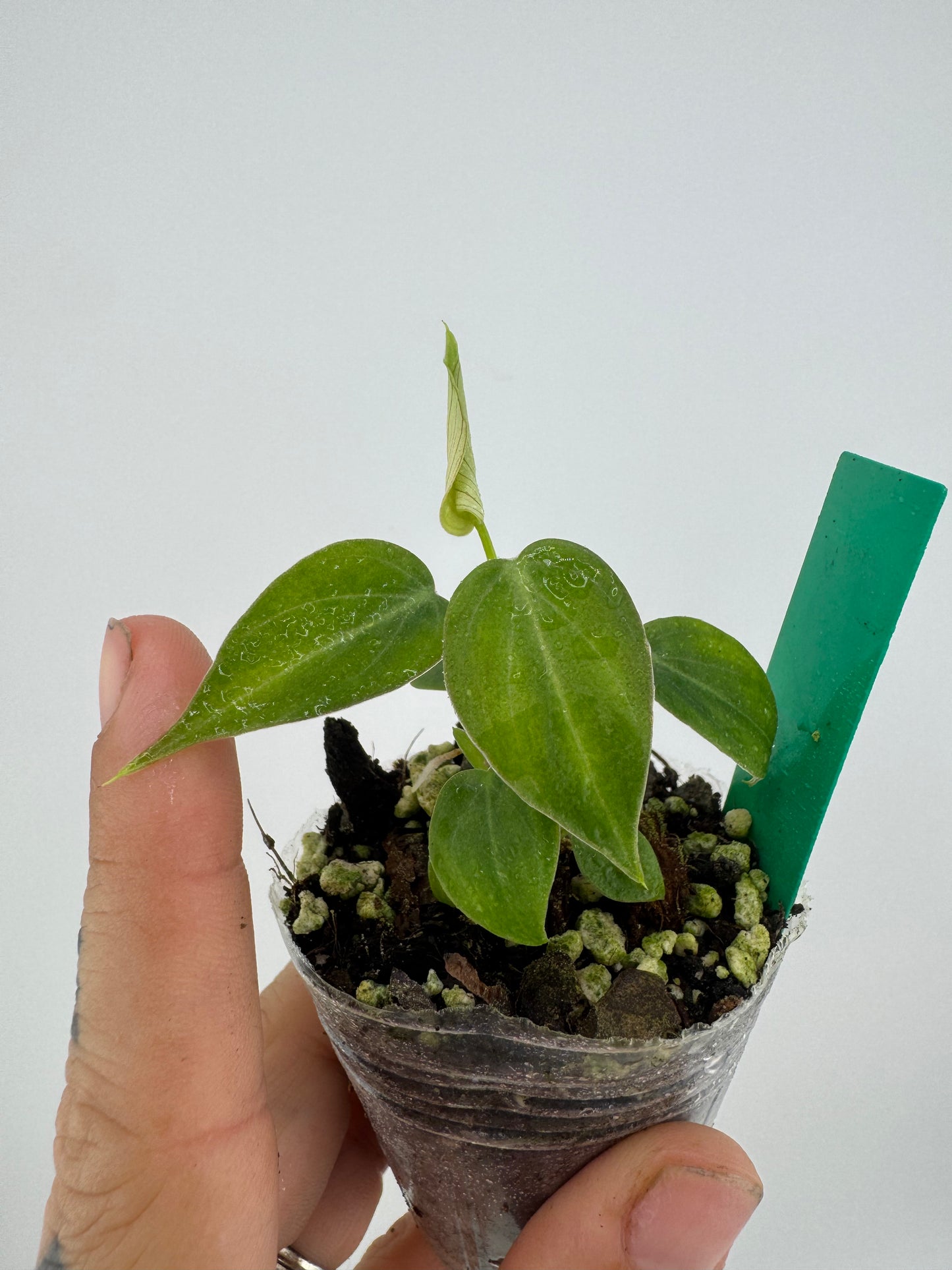 Philodendron El Choco Red