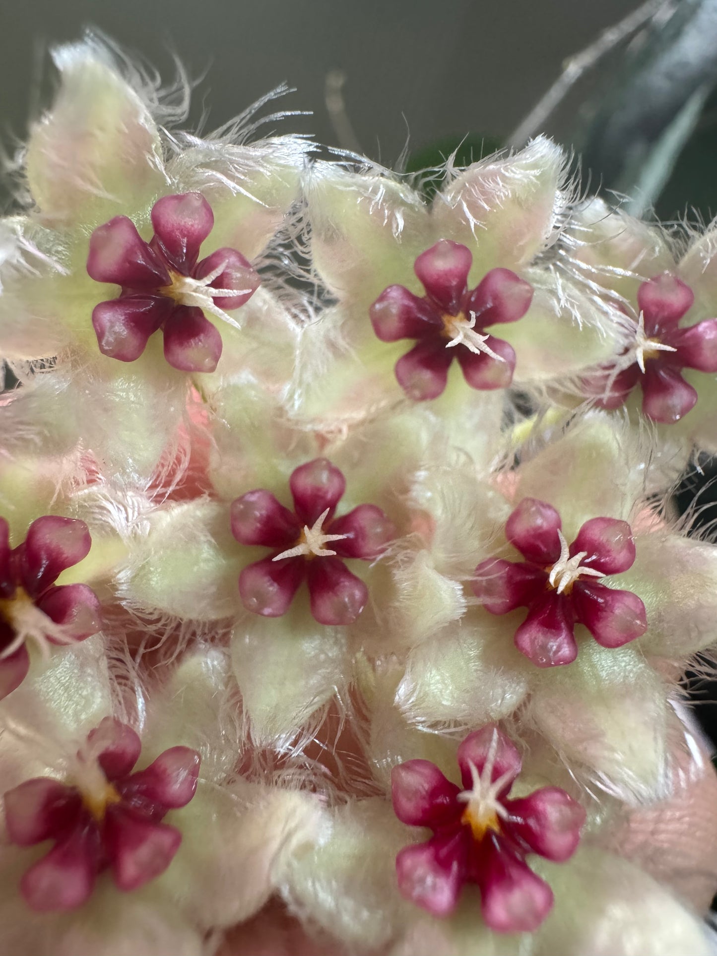 Hoya Cauda Sumatra