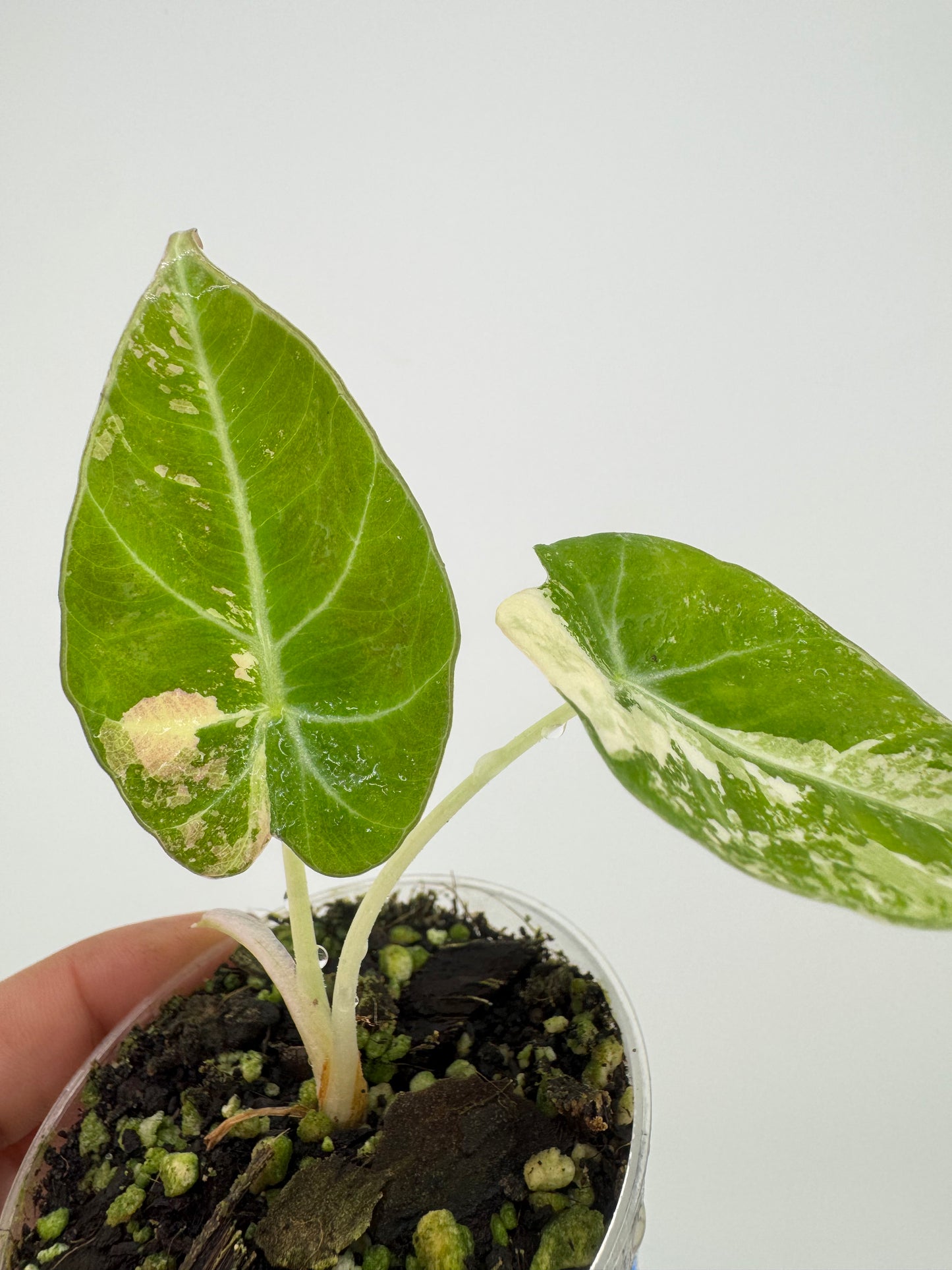 Alocasia Black Velvet Pink/Albo variegated #2