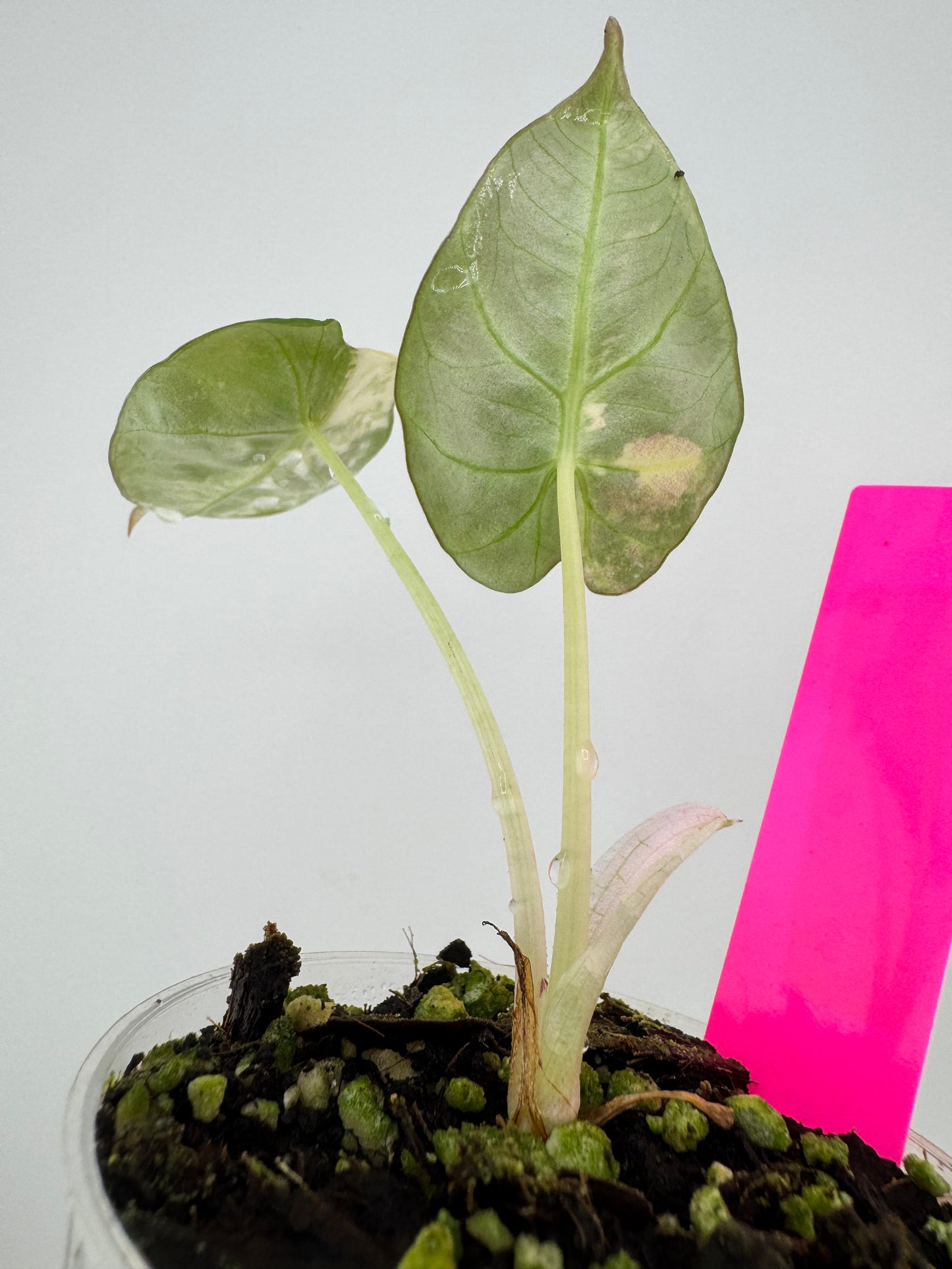 Alocasia Black Velvet Pink/Albo variegated #2