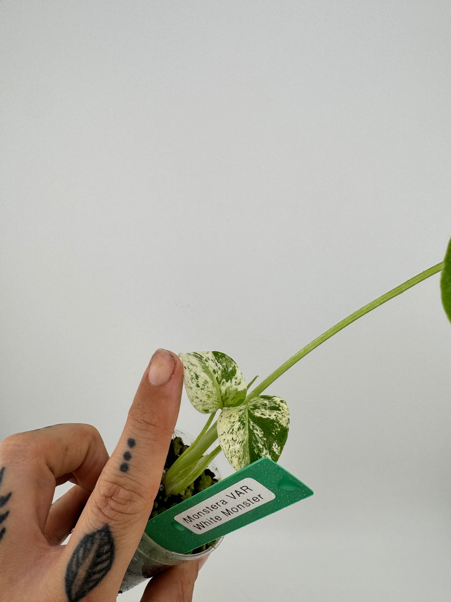 Monstera Deliciosa Mint ‘white monster’ Variegated