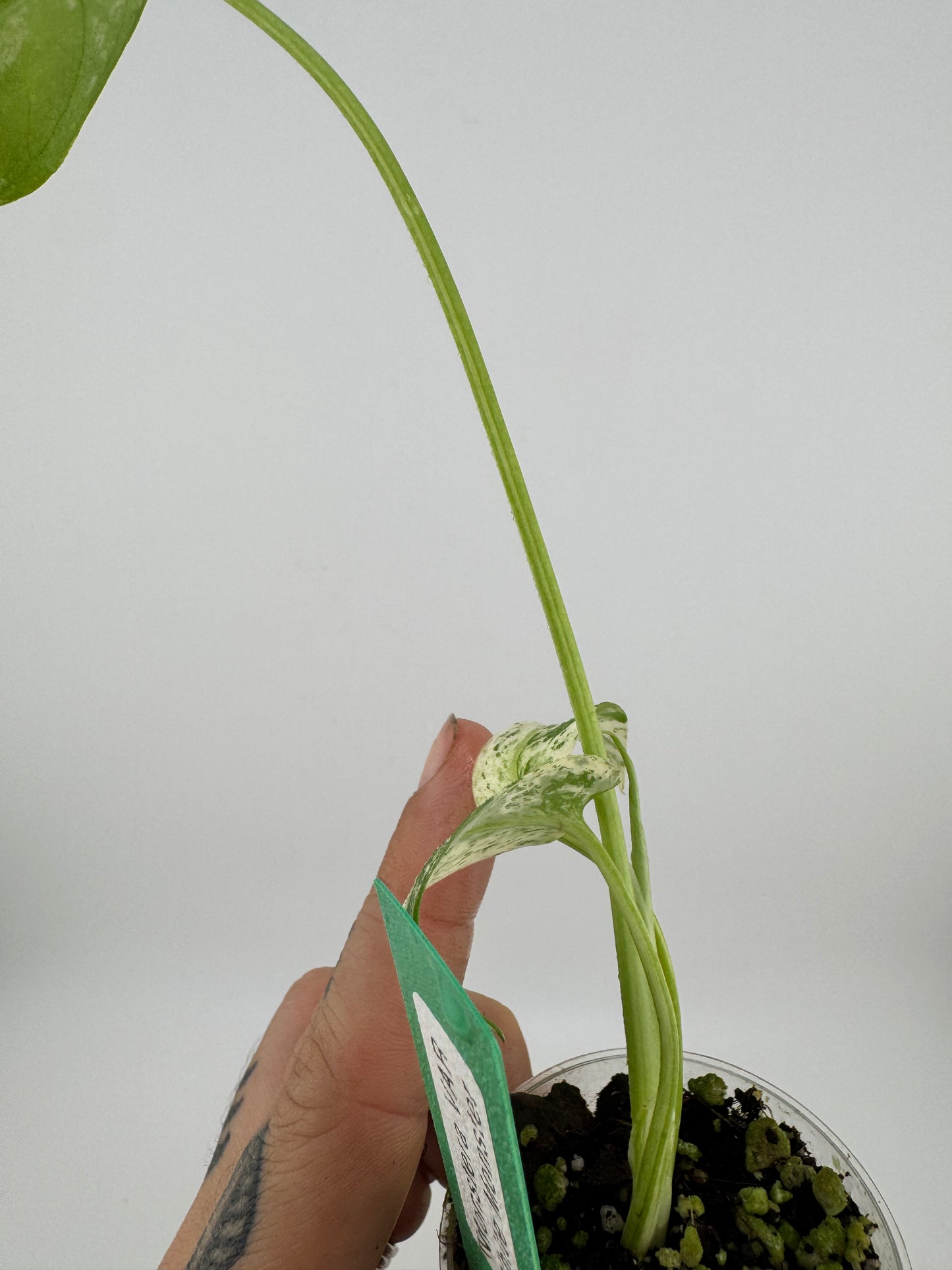 Monstera Deliciosa Mint ‘white monster’ Variegated