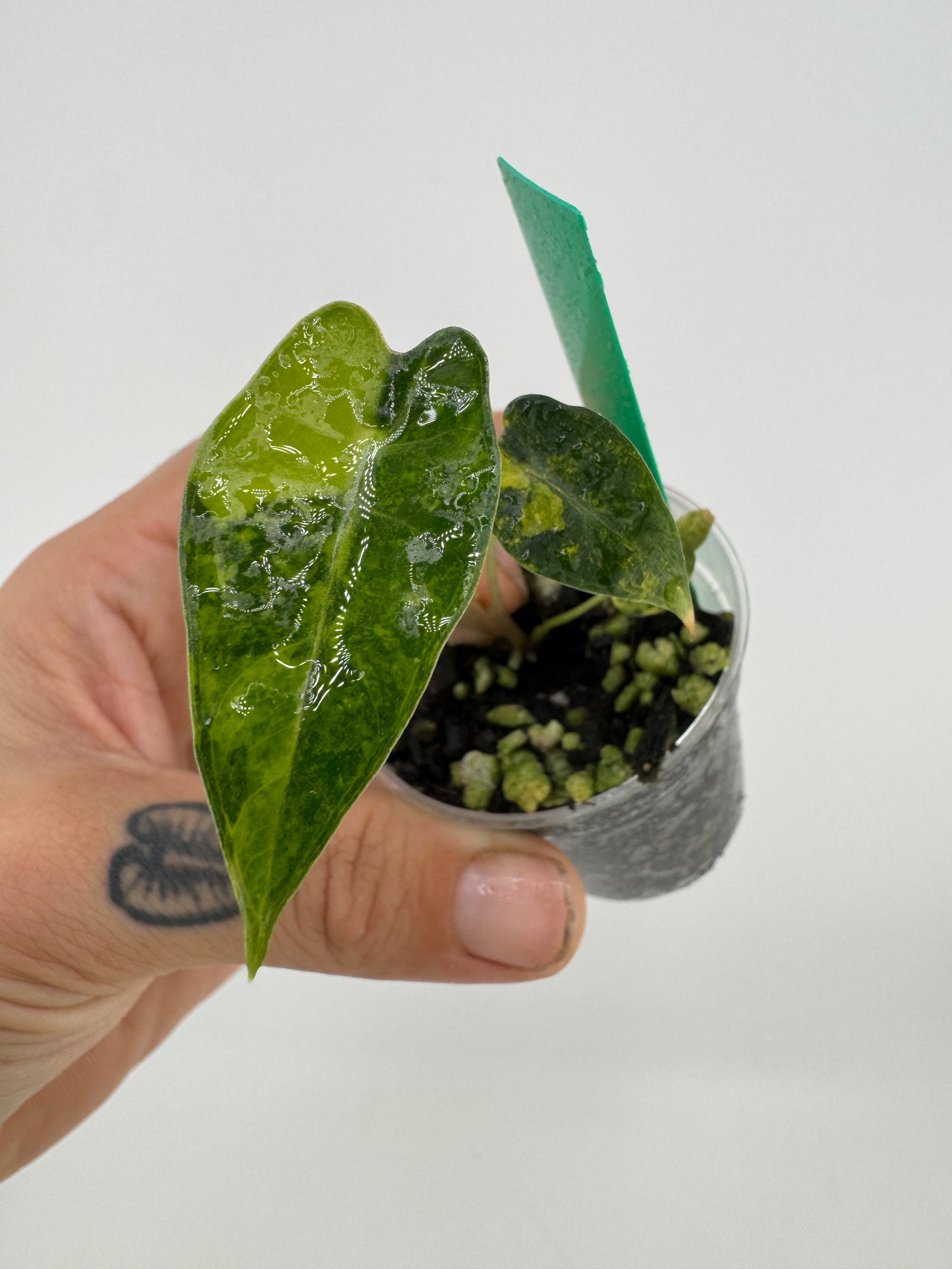 Variegated Alocasia Bambino Aurea