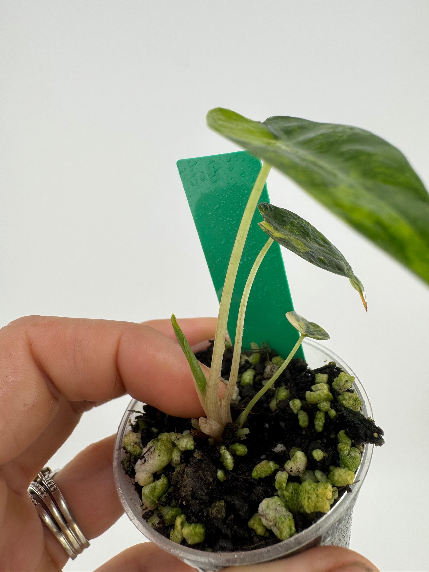 Variegated Alocasia Bambino Aurea