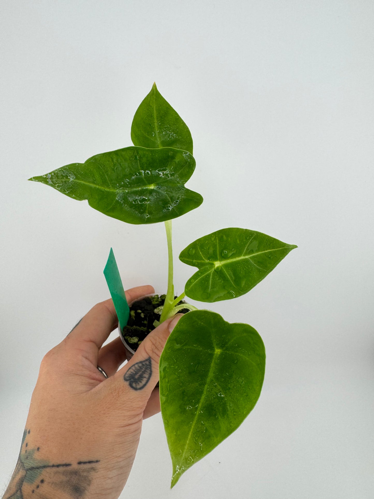 Alocasia Frydek