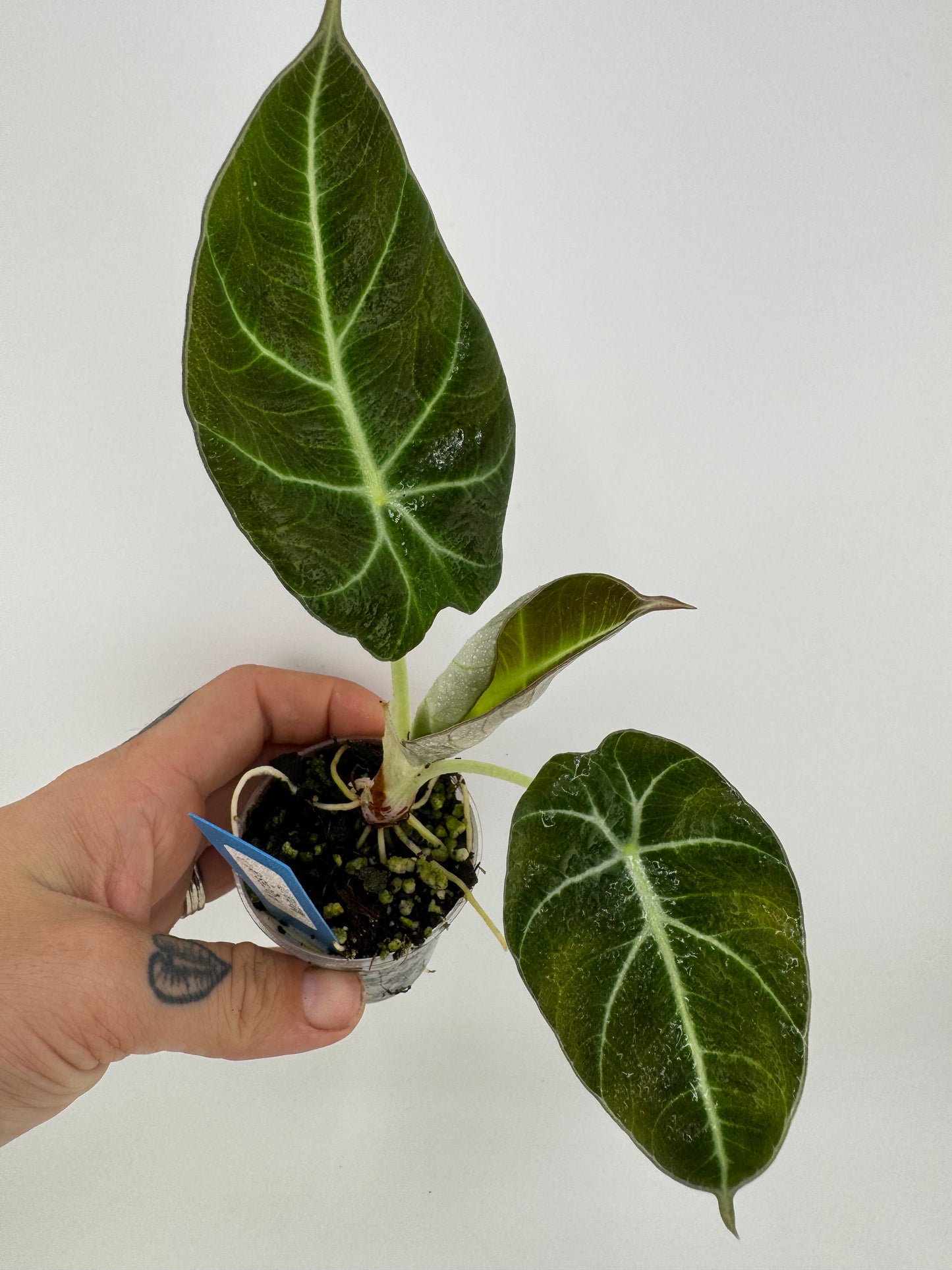 Alocasia Black Velvet
