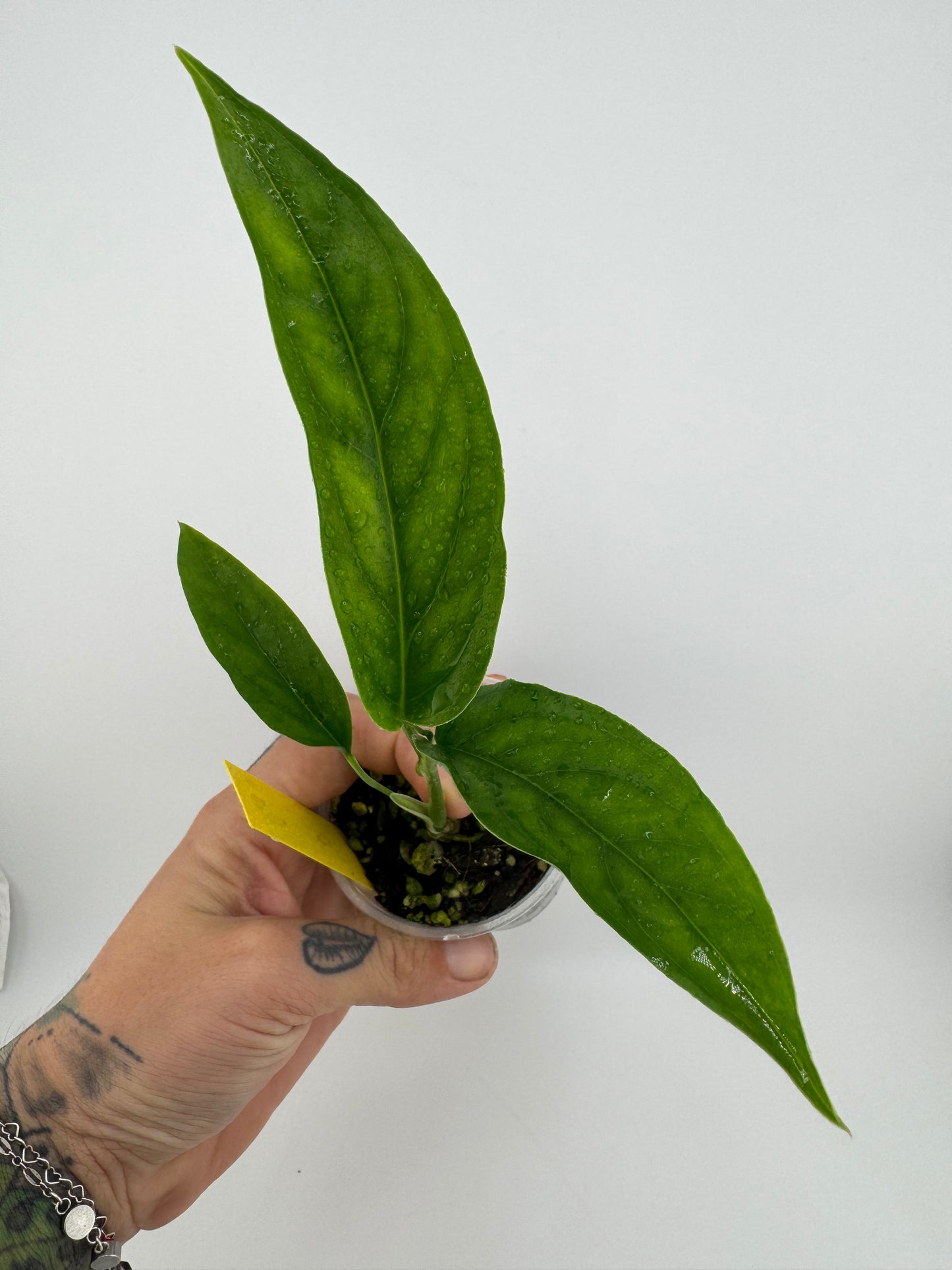 Monstera Obliqua ‘No ID’