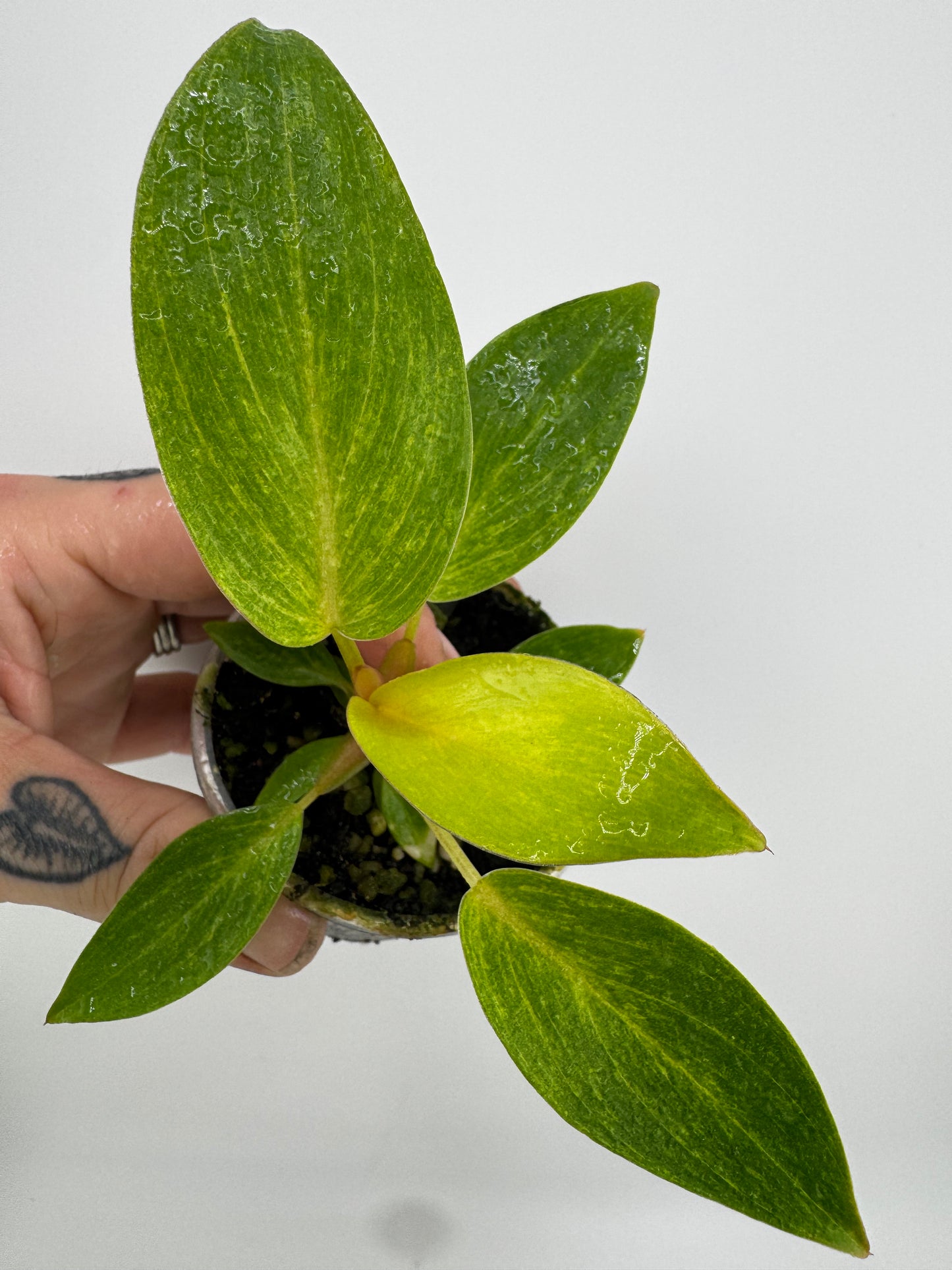 Philodendron Painted Lady