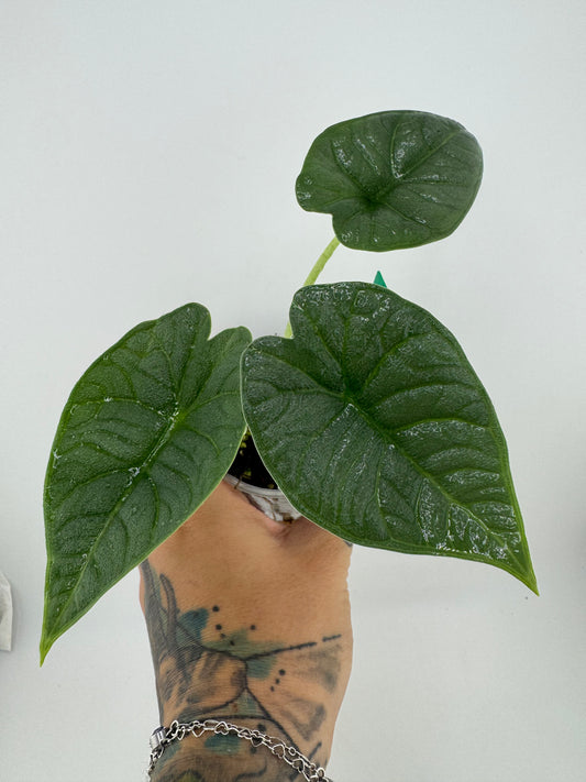 Alocasia Melo