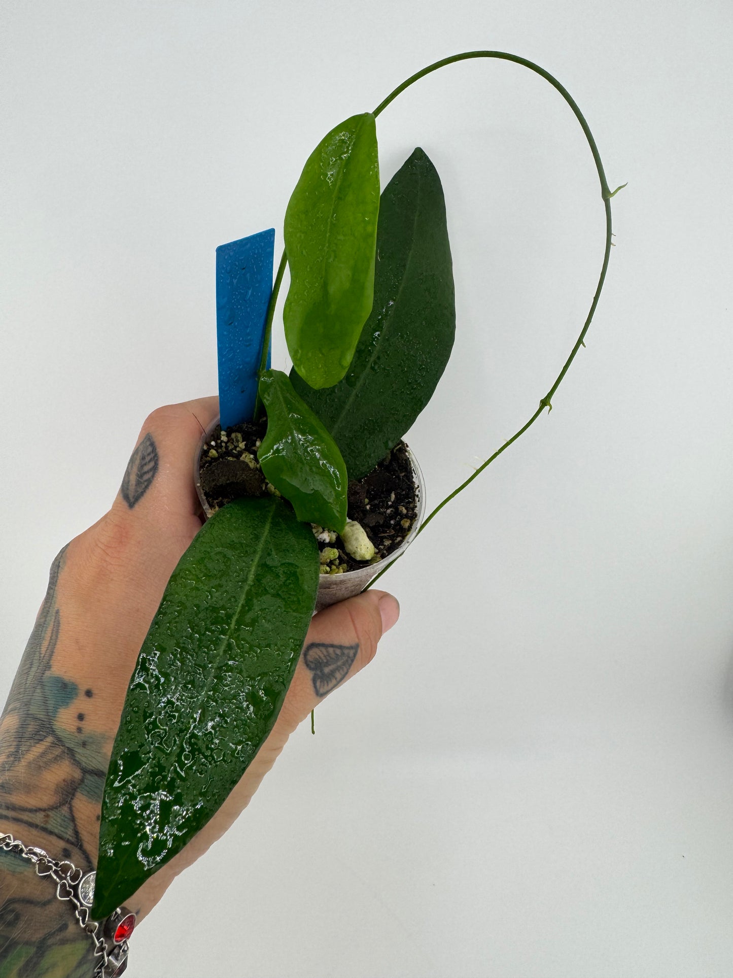 Hoya Caguayenesis