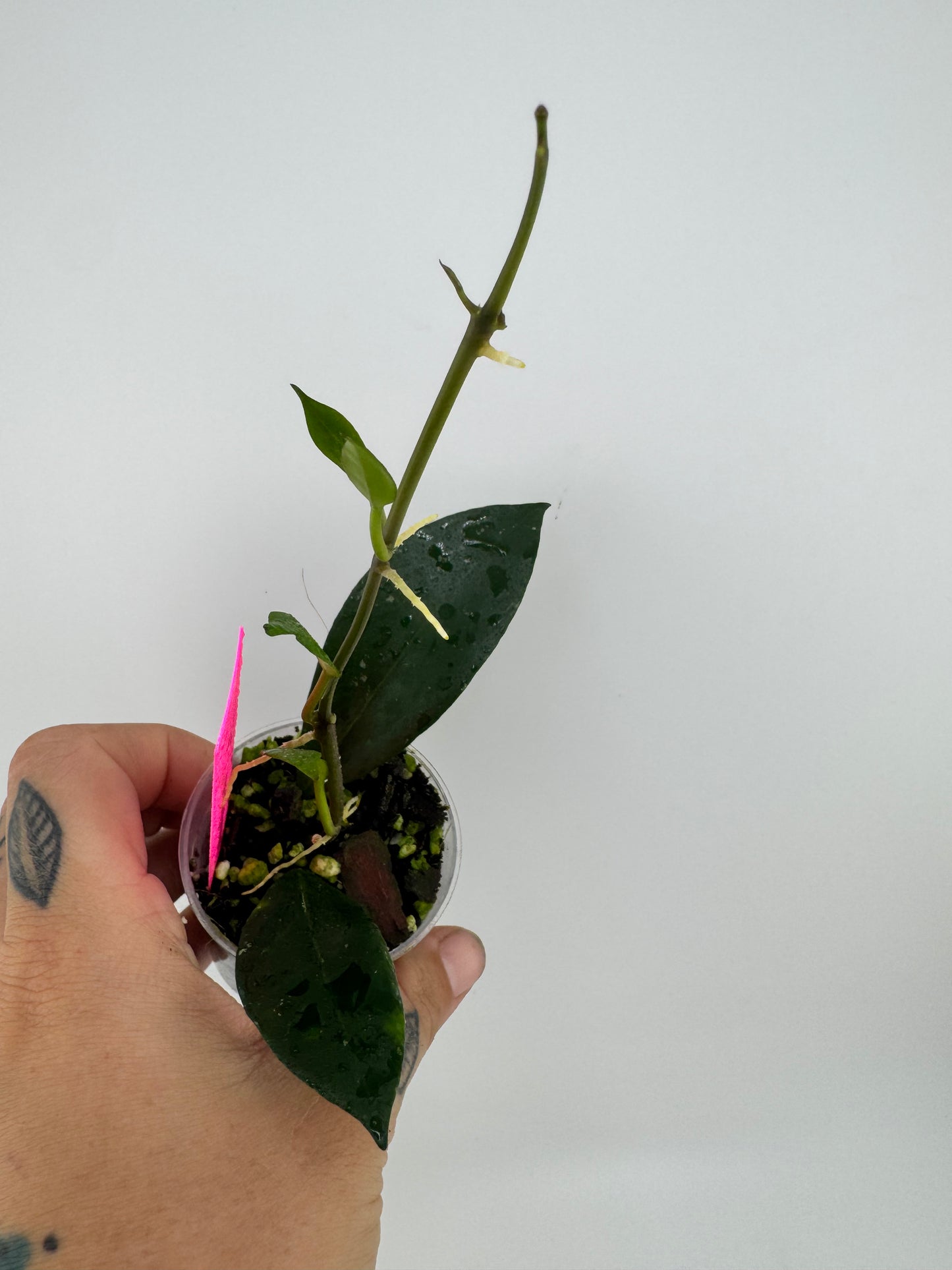 Hoya Lacunosa Purple