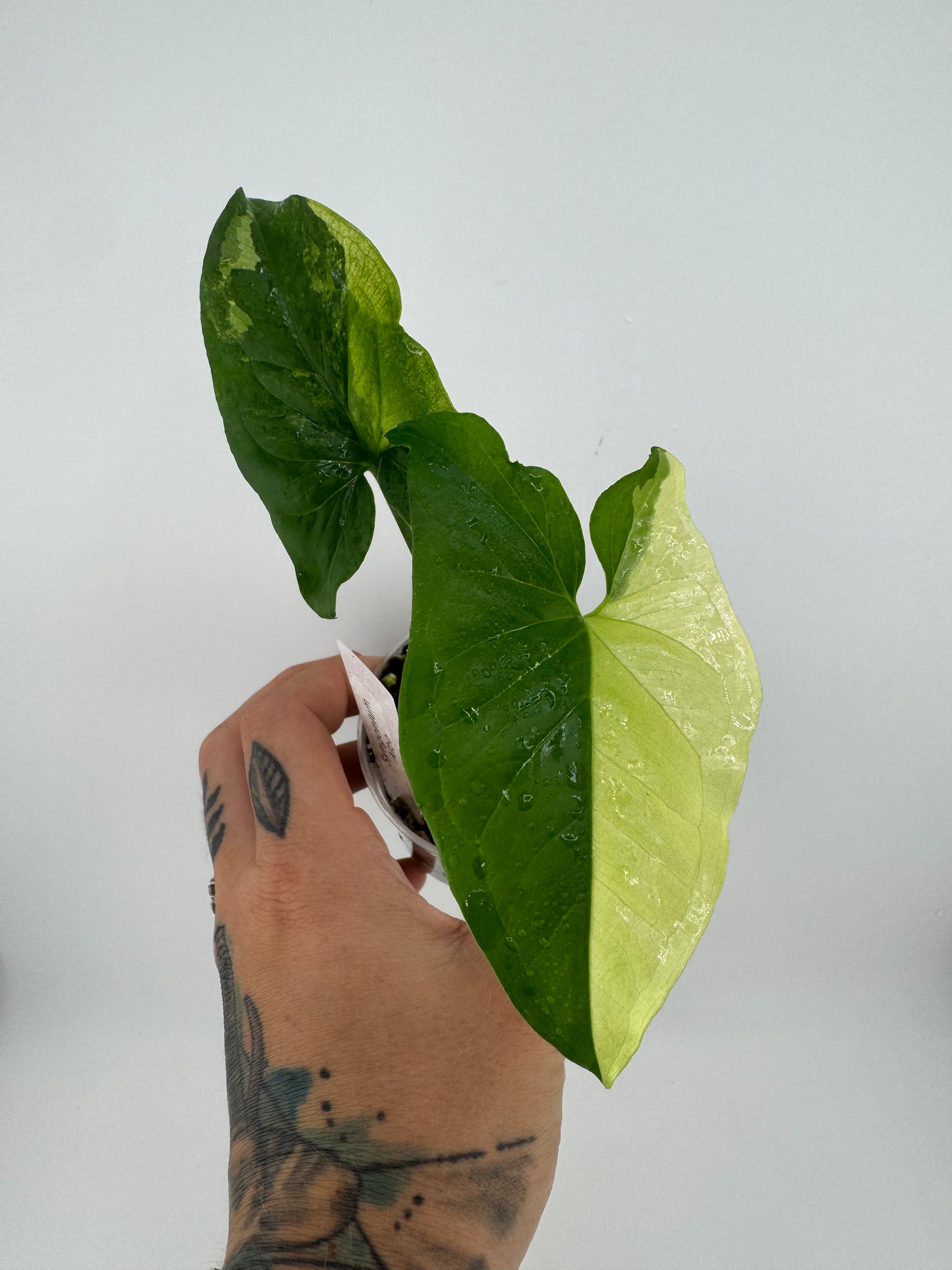 Syngonium Albo