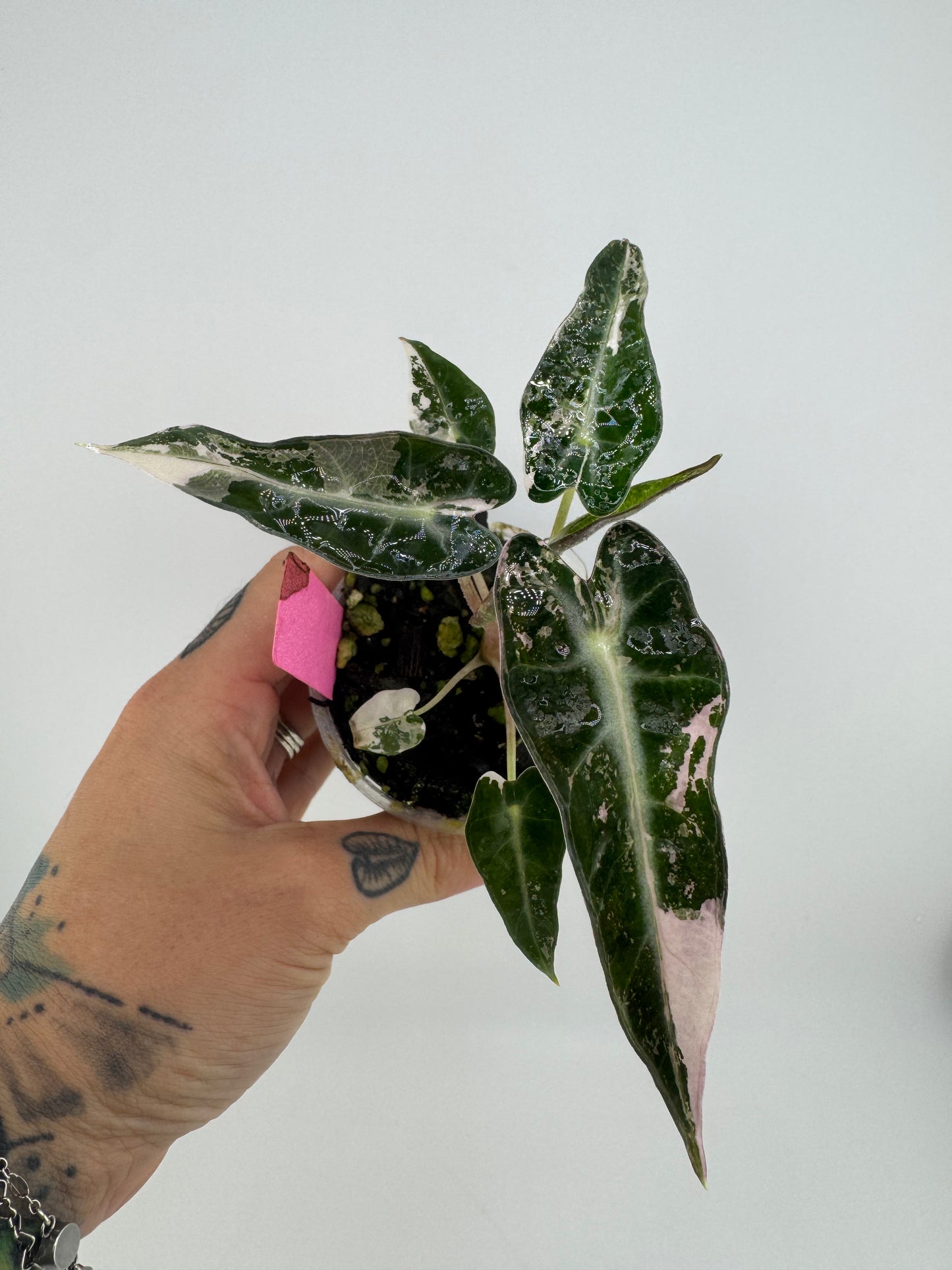 Variegated Alocasia Bambino Albo/Pink