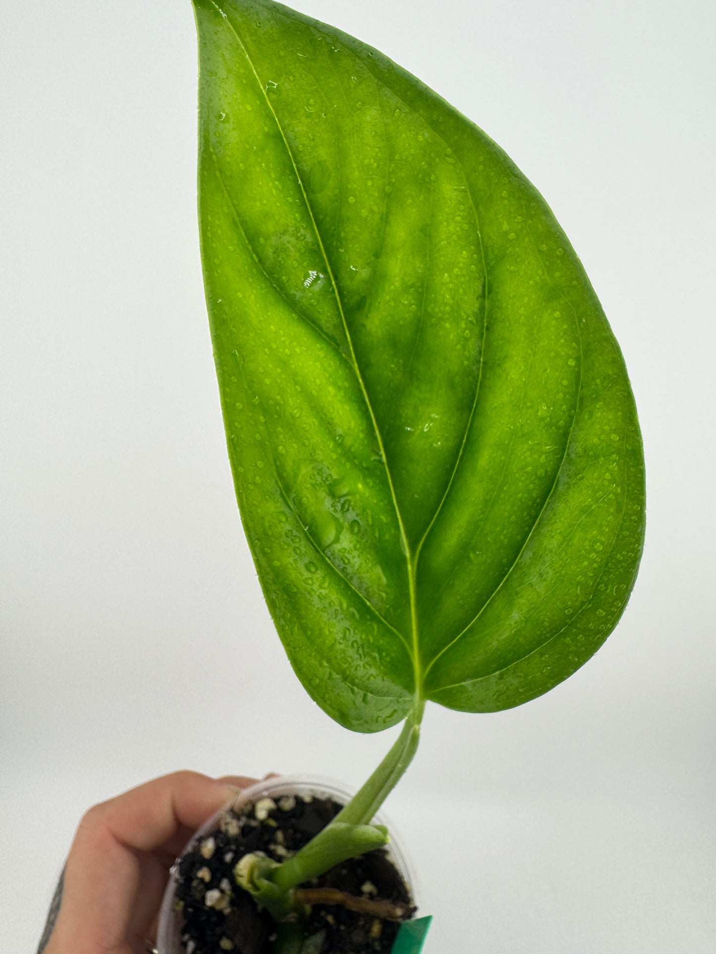 Monstera sp. Límon