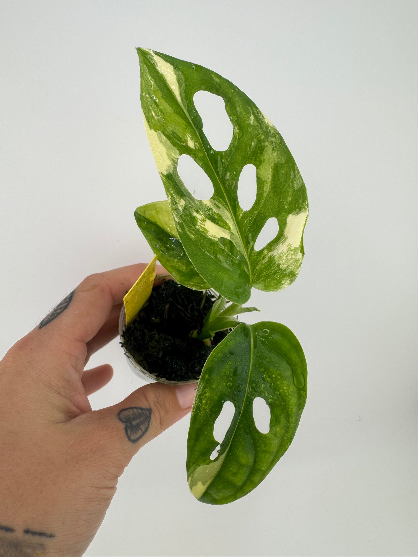 Monstera Adansonii Albo Variegated #1