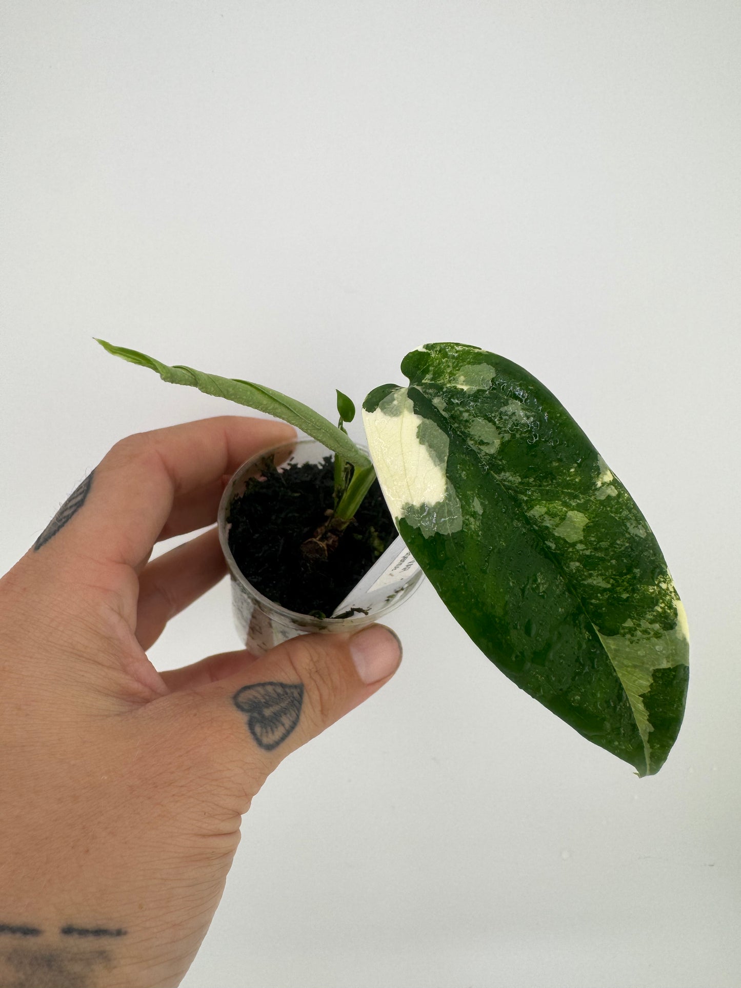 Syngonium Chiapense Variegated