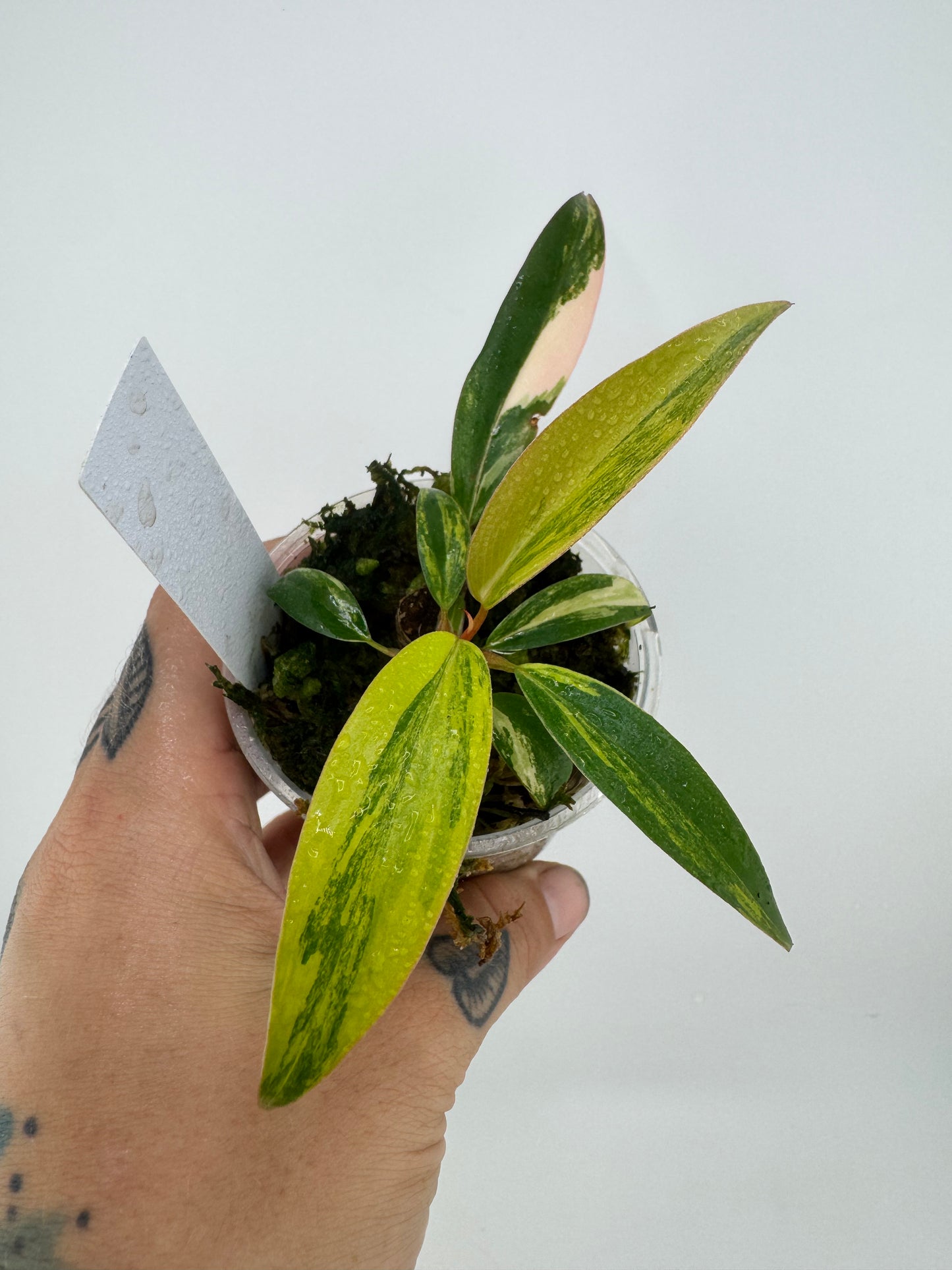 Philodendron Variegated Strawberry Shake