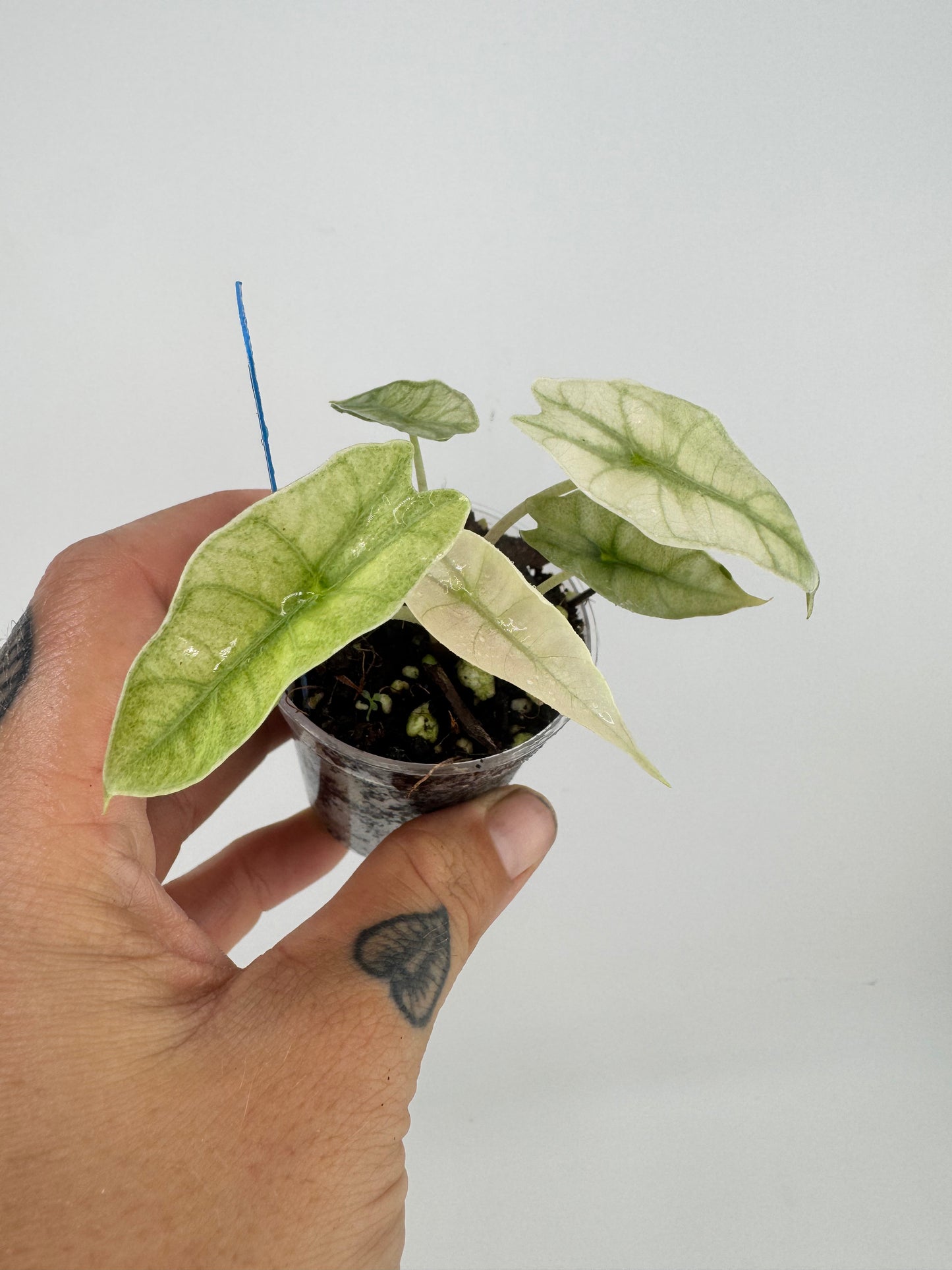 Alocasia Amazonica Pink Polly Ghost